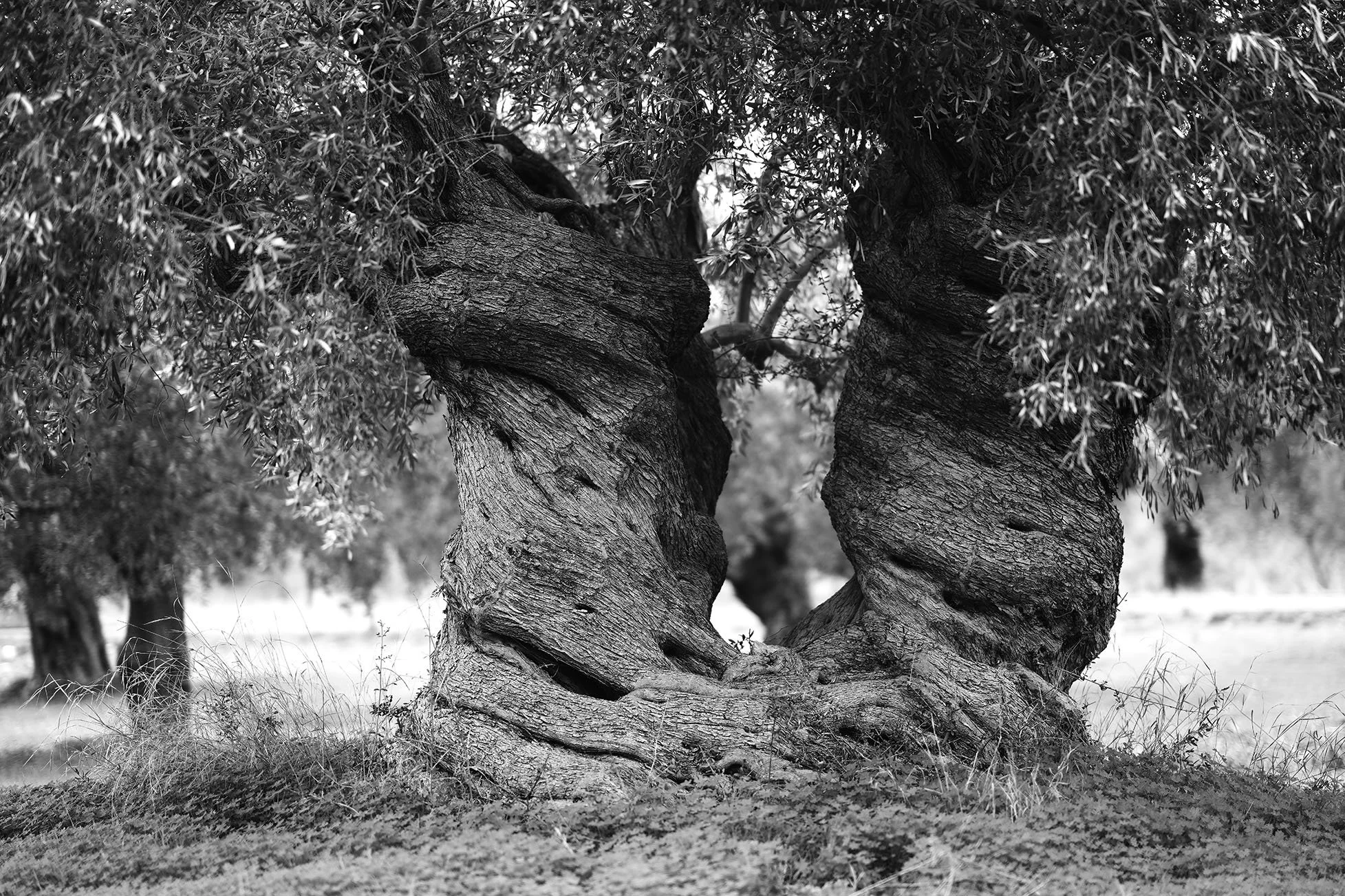 Arbre vieux avec un tronc large et tordu, entouré de feuilles denses, dans un paysage en noir et blanc.