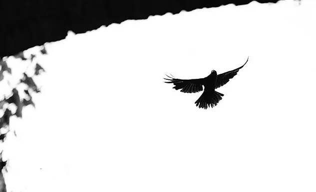 Silhouette d'un oiseau en vol contre un ciel clair