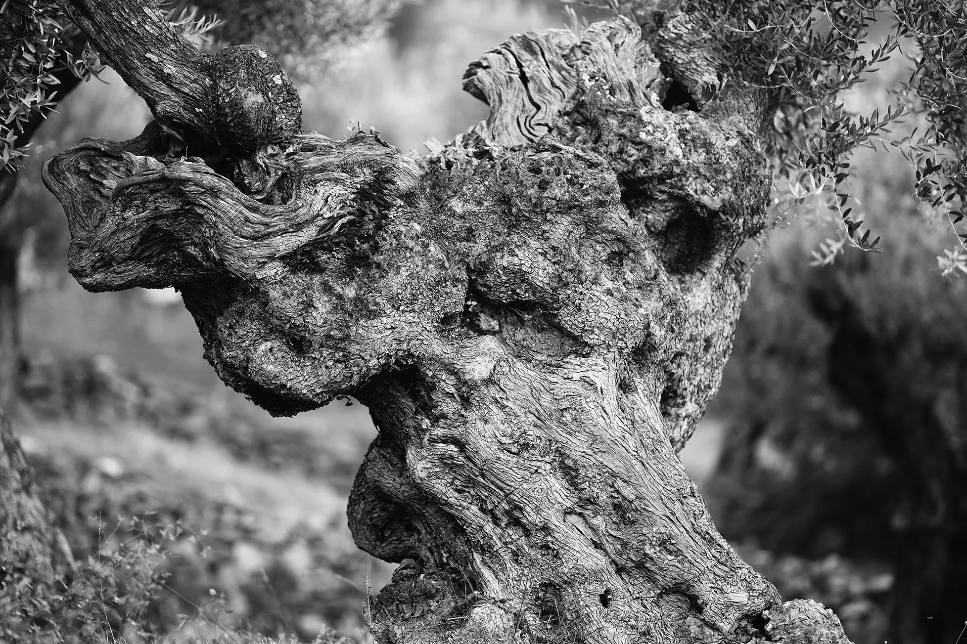 Un vieux tronc d'arbre torsadé avec des branches épaisses et une écorce rugueuse, entouré de petites feuilles d'arbres dans un environnement naturel.