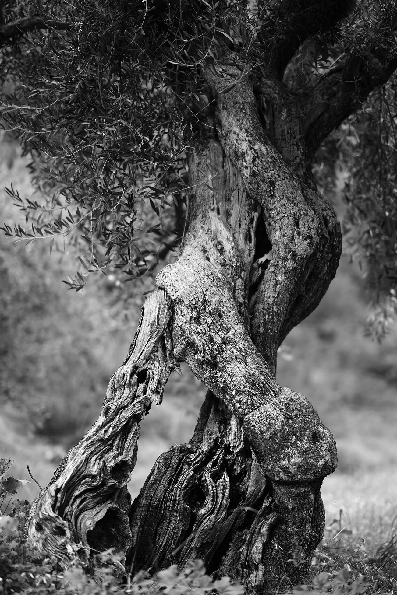 Un arbre vieux avec un tronc torsadé et du bois abîmé, entouré de feuillage dense.