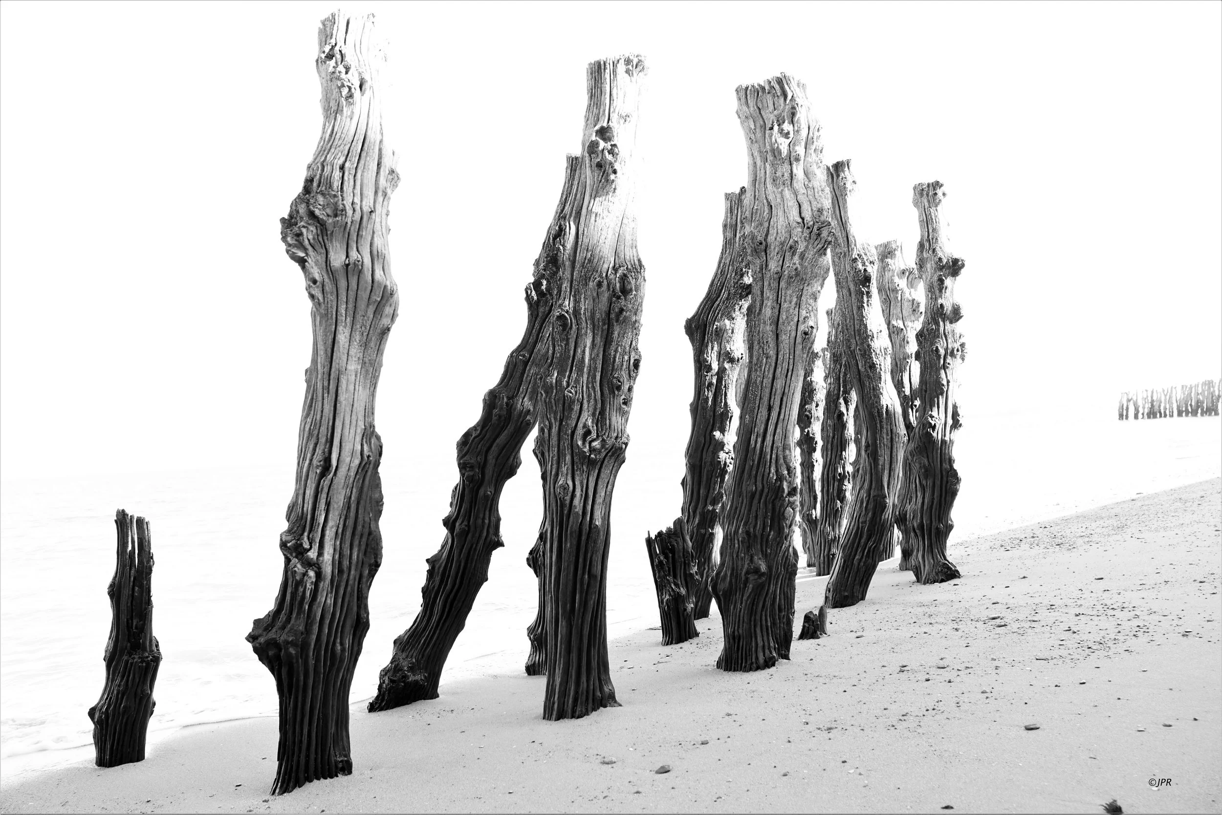 Une rangée de morceaux de bois flotté sur une plage de sable, vue en noir et blanc.
