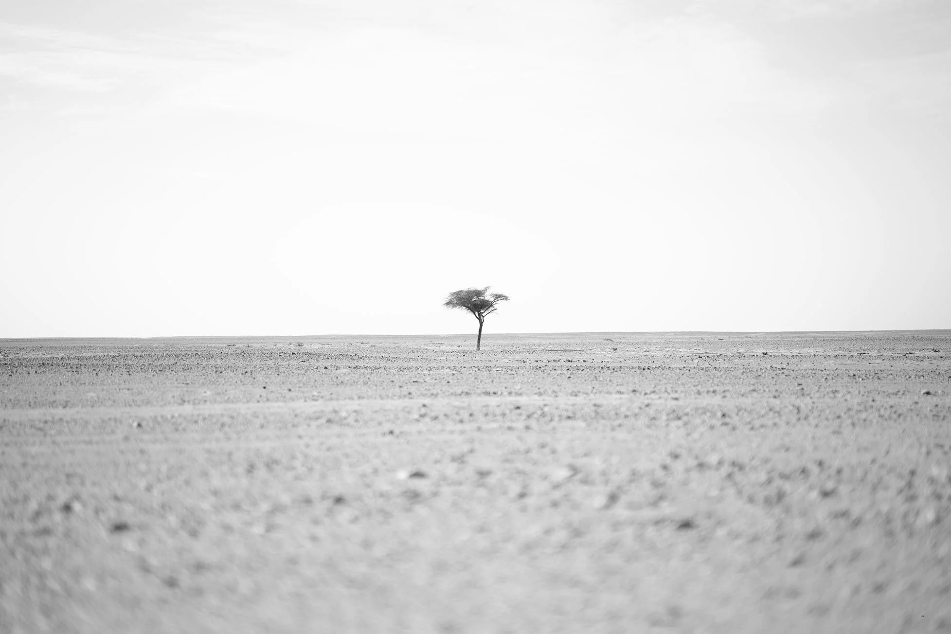 Une seule árvore se encontra au milieu d'un vaste désert plat et vide sous un ciel clair, en noir et blanc.