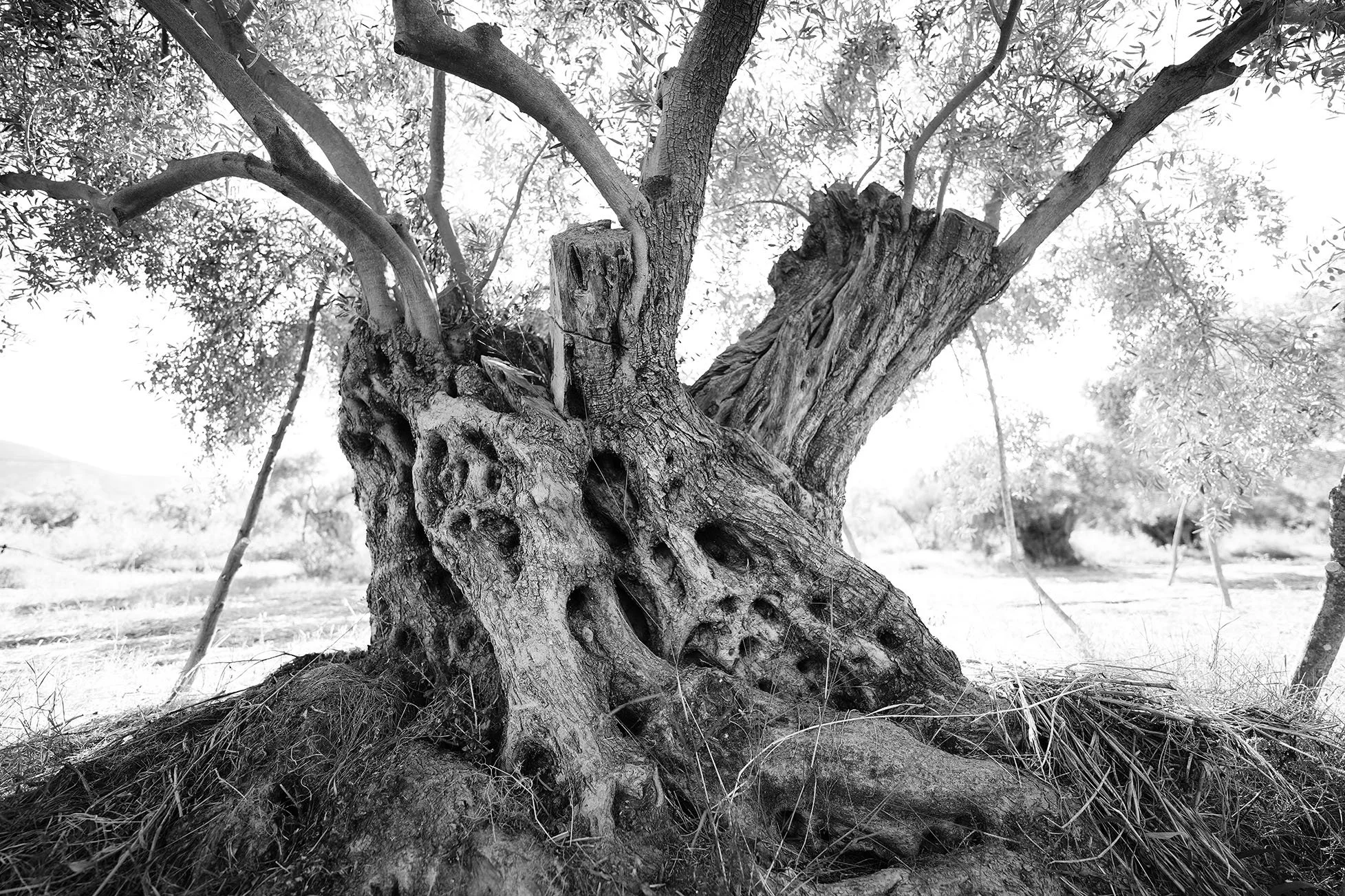 Un vieux arbre avec un tronc noueux et crevassé, en noir et blanc, dans un paysage naturel.