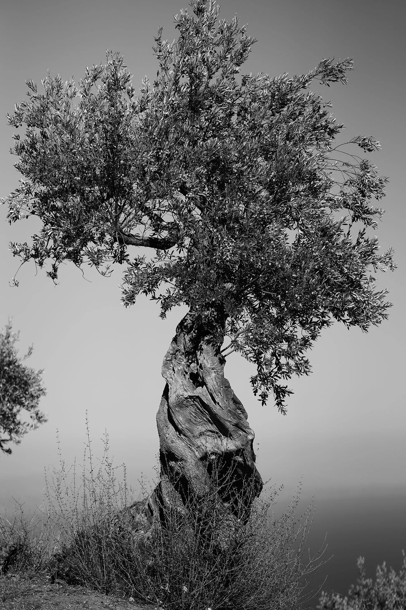 Un arbre aux branches épaisses et feuillage dense dans un paysage en noir et blanc.