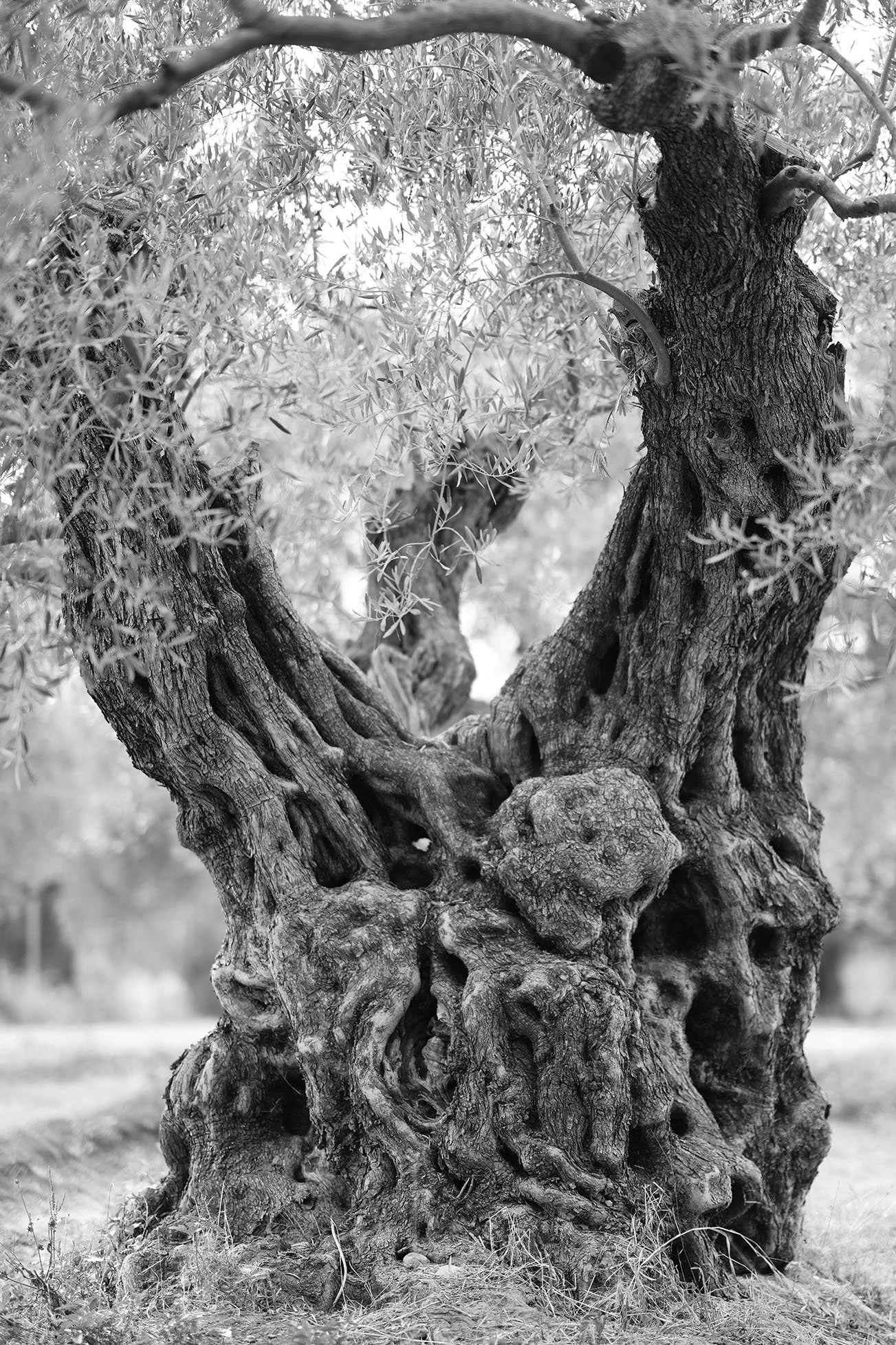 Un vieux olivier avec un tronc torsadé et rugueux, entouré de branches feuillues.