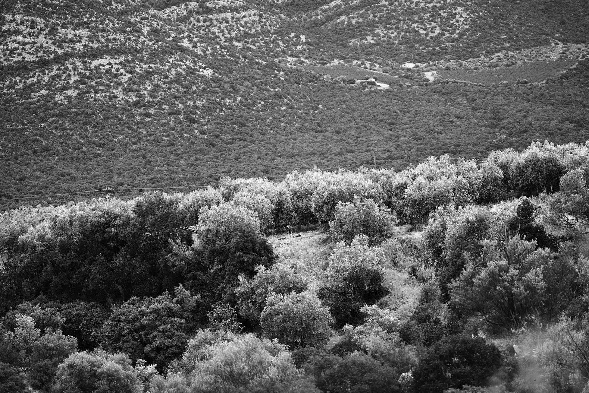 Une forêt dense avec de nombreux arbres dans un paysage montagneux, en noir et blanc.