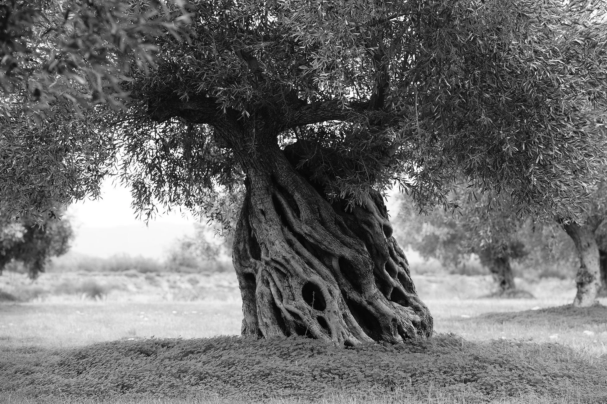 Arbre ancien avec une écorce torsadée et feuillage dense, en noir et blanc, dans un paysage rural.