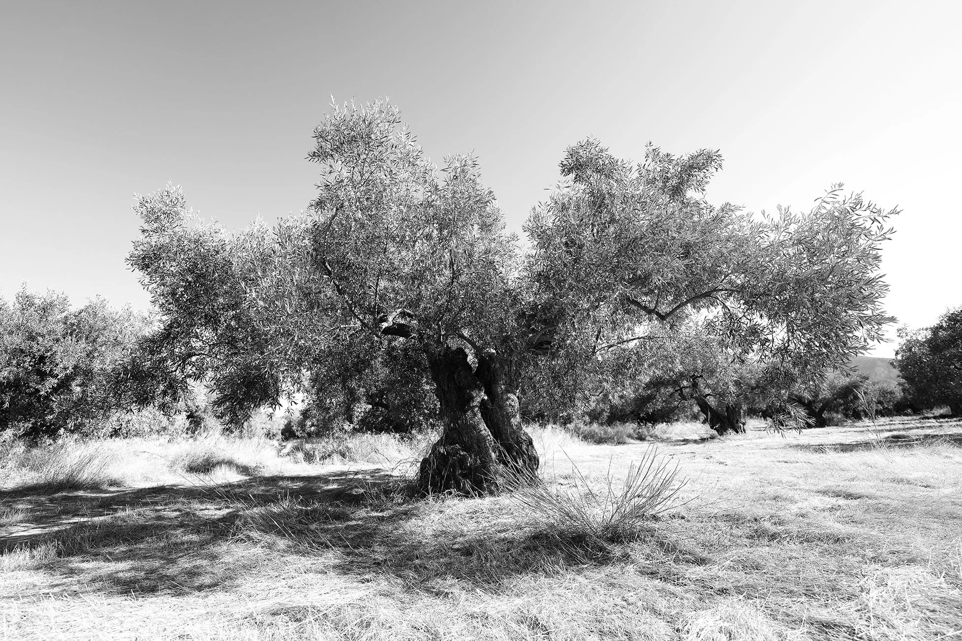 plaine avec plusieurs arbres