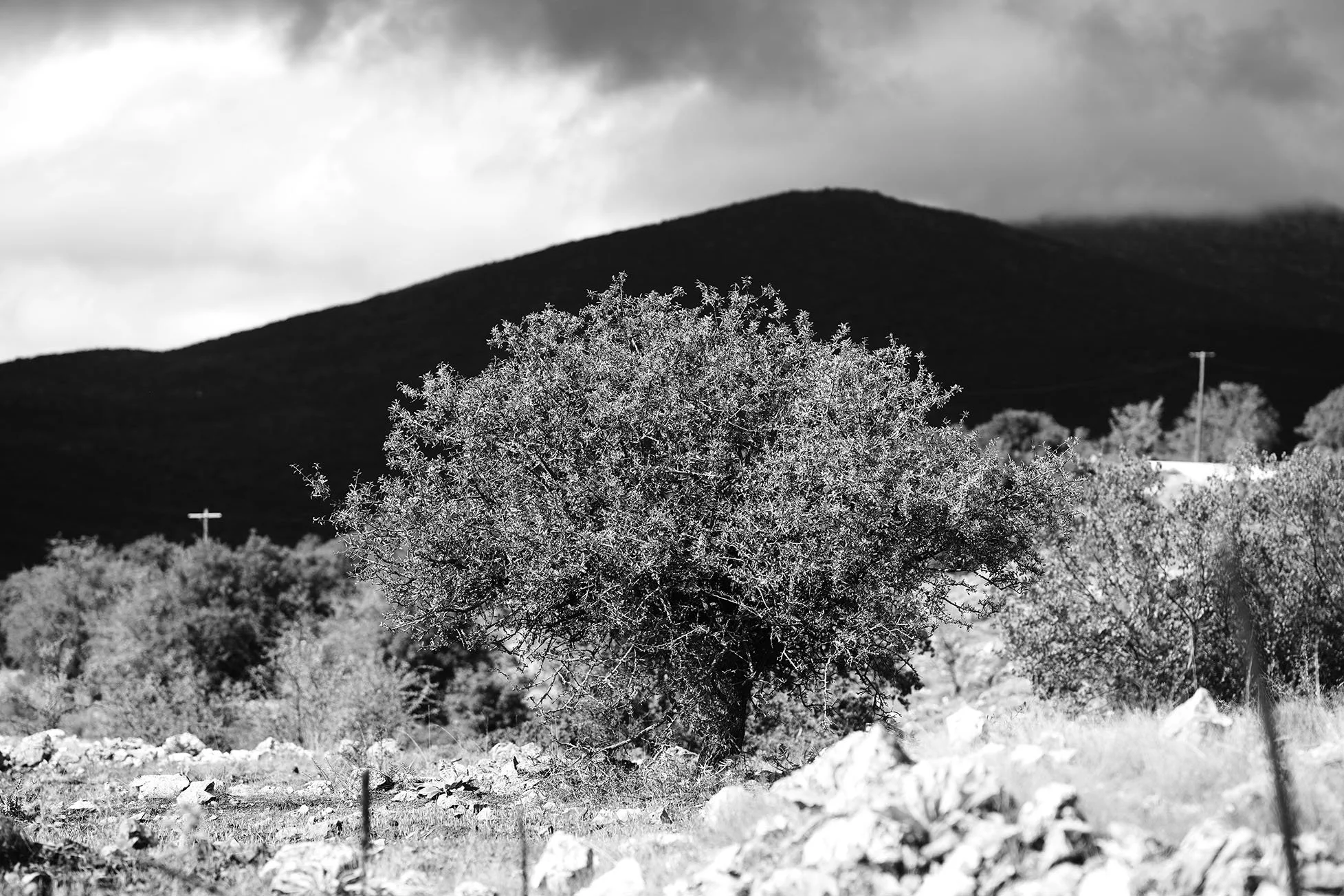 Arbre solitaire dans un paysage rural sous un ciel nuageux, en noir et blanc.
