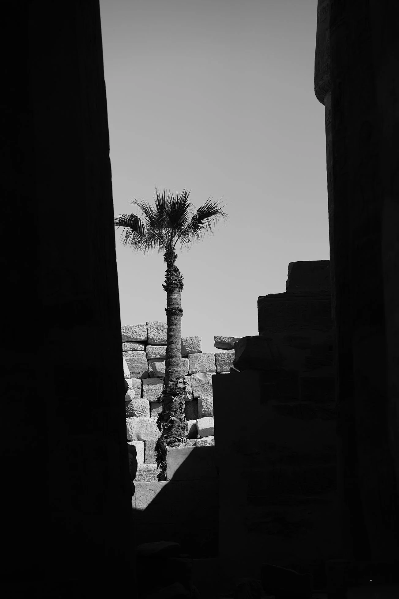 Une photo en noir et blanc d'un palmier vu entre des murs en pierre ou des ruines archéologiques.
