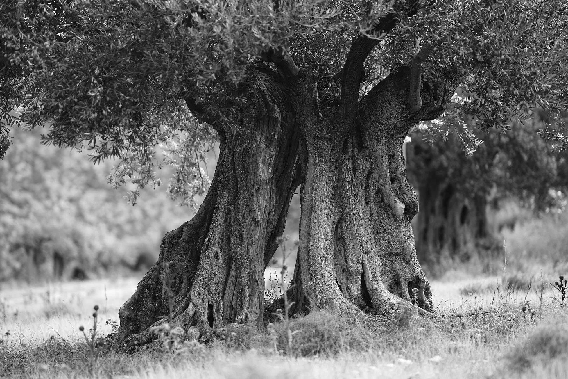Deux vieux arbres au tronc épais et noueux, avec des branches épaisses et des feuilles, dans un paysage rural, photographiés en noir et blanc.