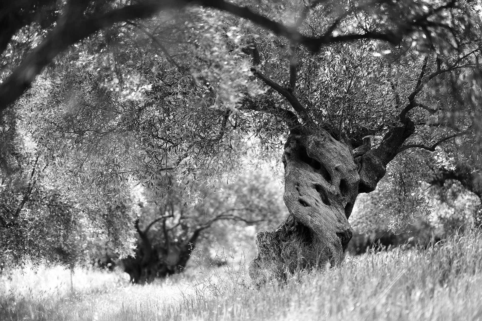 Un arbre ancien avec un tronc noueux et des branches épaisses dans un paysage en noir et blanc.