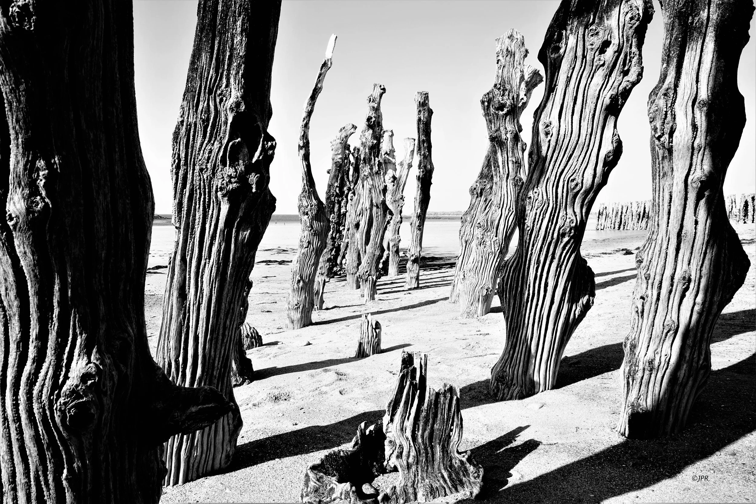Des troncs d'arbres sculptés par le vent et le sable sur une plage, en noir et blanc.