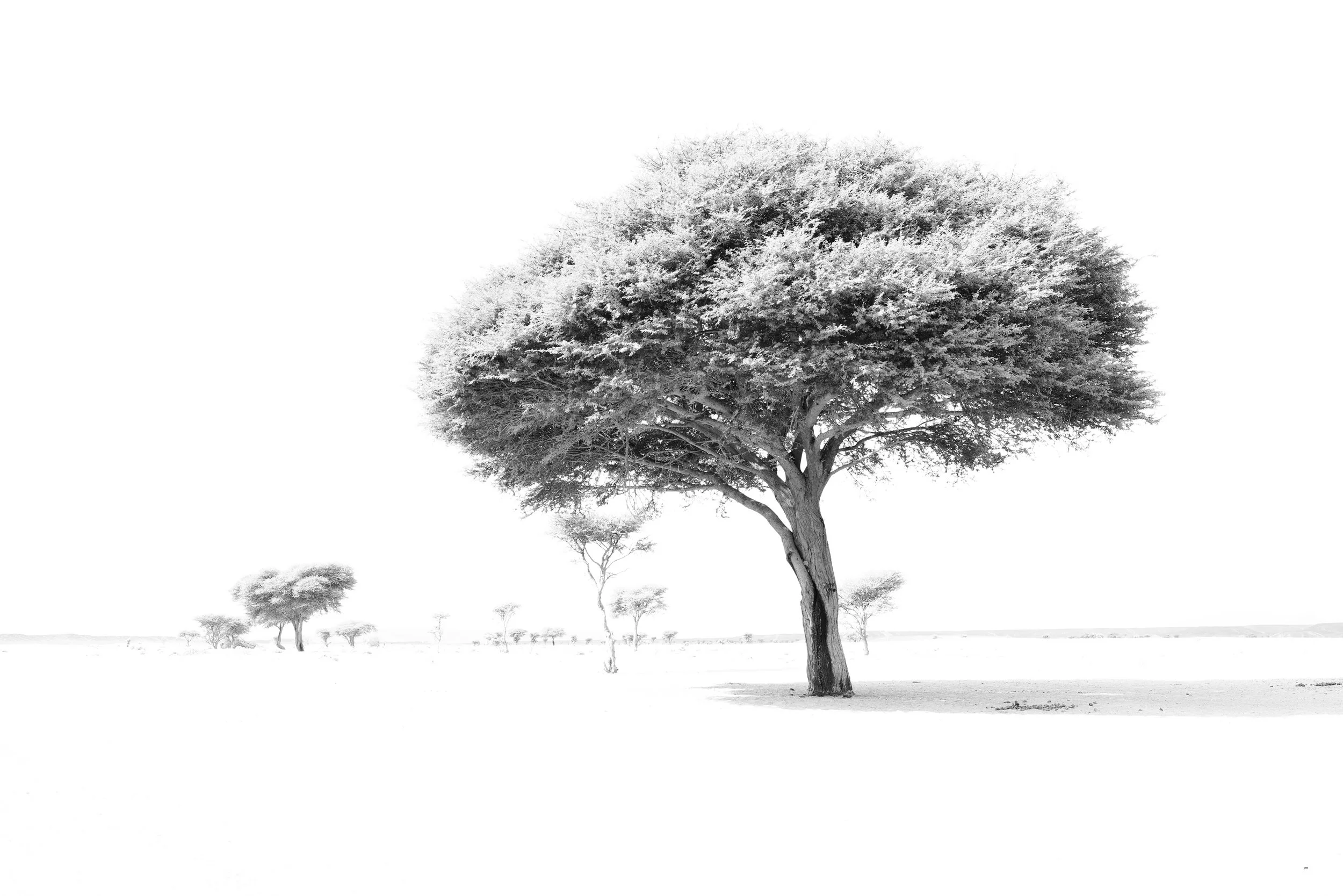 Arbre solitaire dans un paysage désertique, en noir et blanc.
