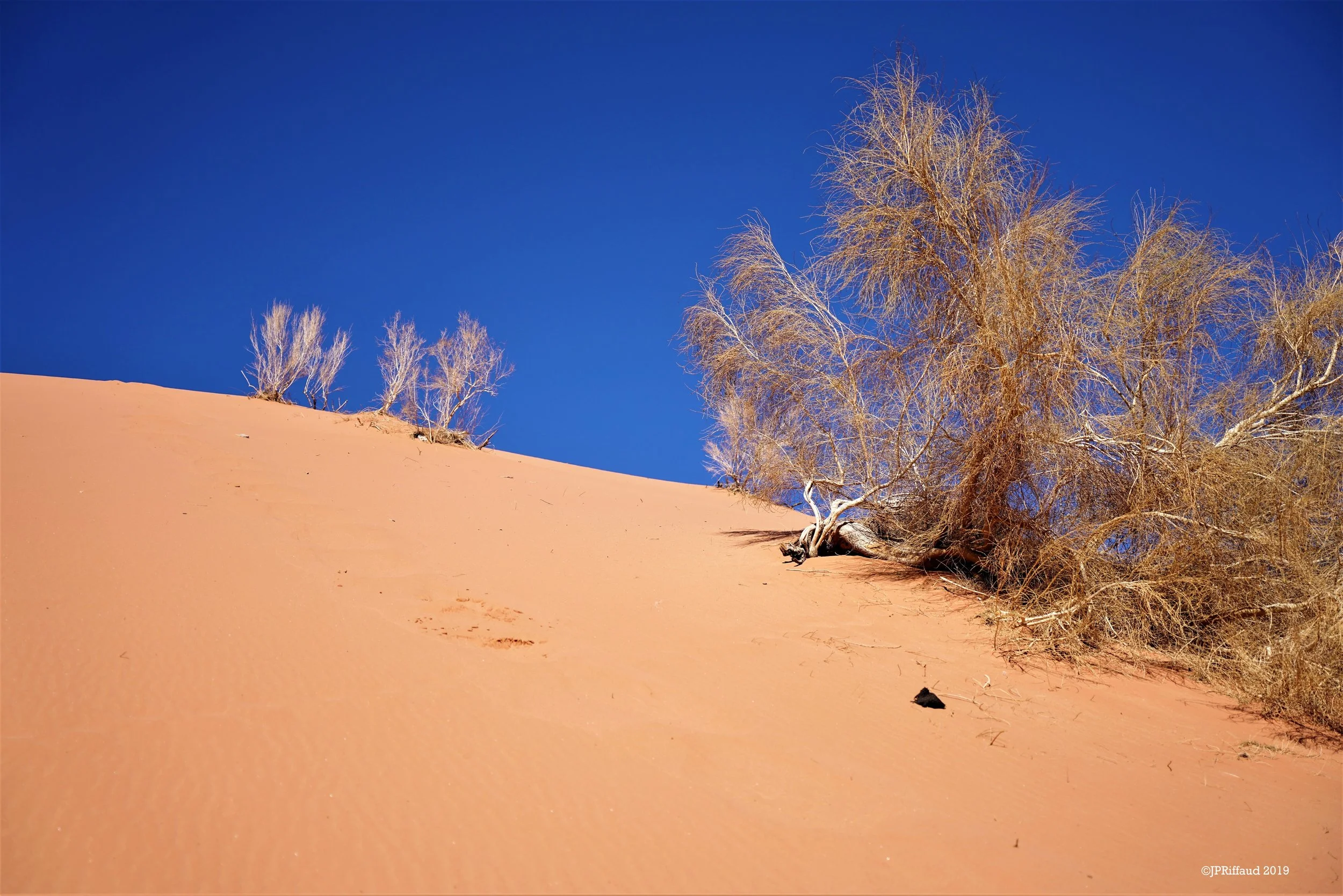Paysage désertique avec dunes de sable orange, un arbre brûlé ou mort, et un ciel bleu clair.