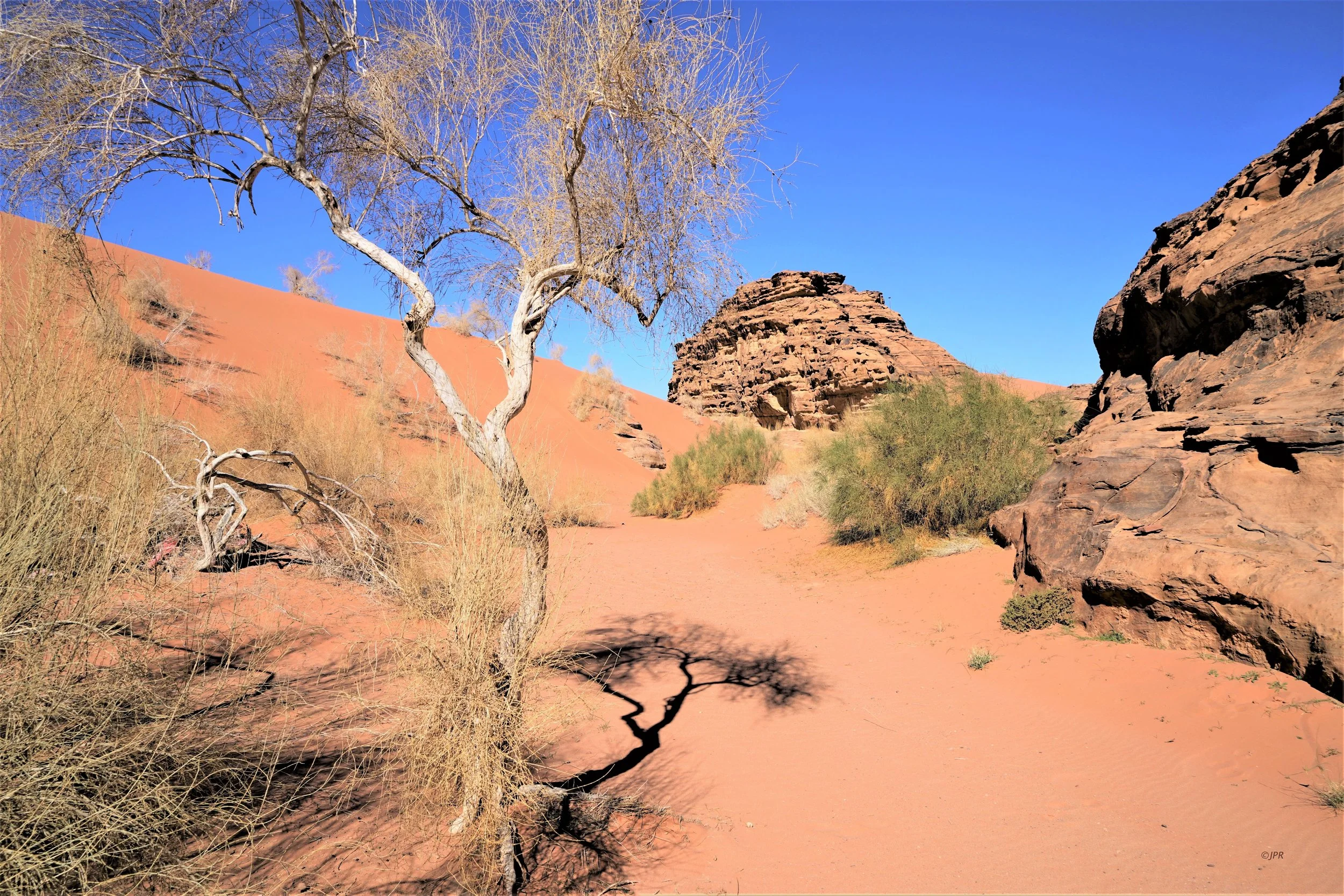Paysage désertique avec des rochers, des buissons et un arbre nu sous un ciel bleu clair.