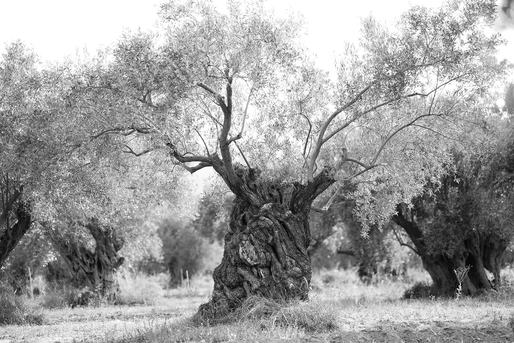 Un arbre ancien avec un tronc noueux et des branches fines, entouré d'autres arbres similaires dans un paysage en noir et blanc.