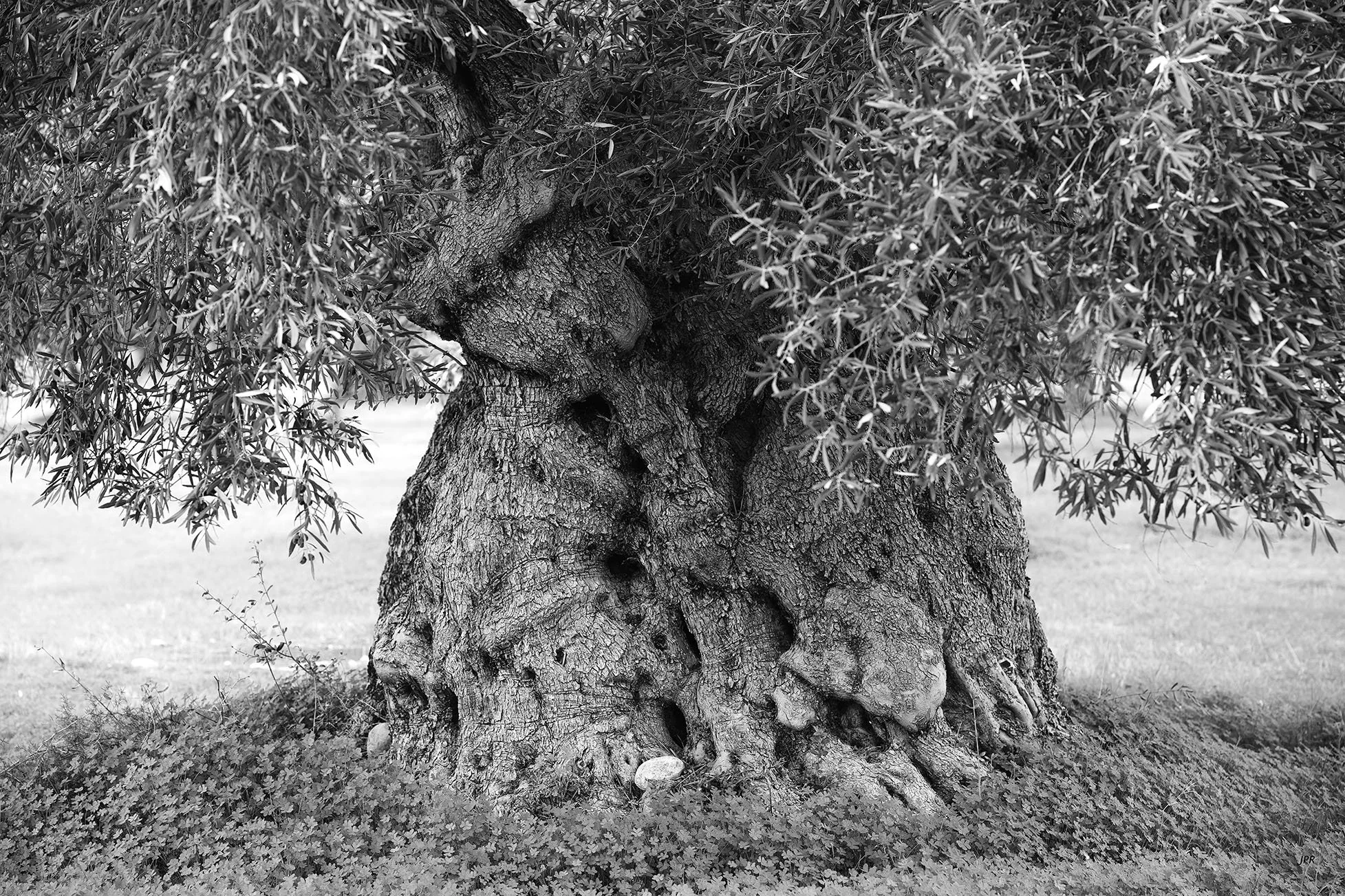Arbre ancien avec un tronc large et noueux, feuilles épaisses, en noir et blanc, sur fond de pelouse.