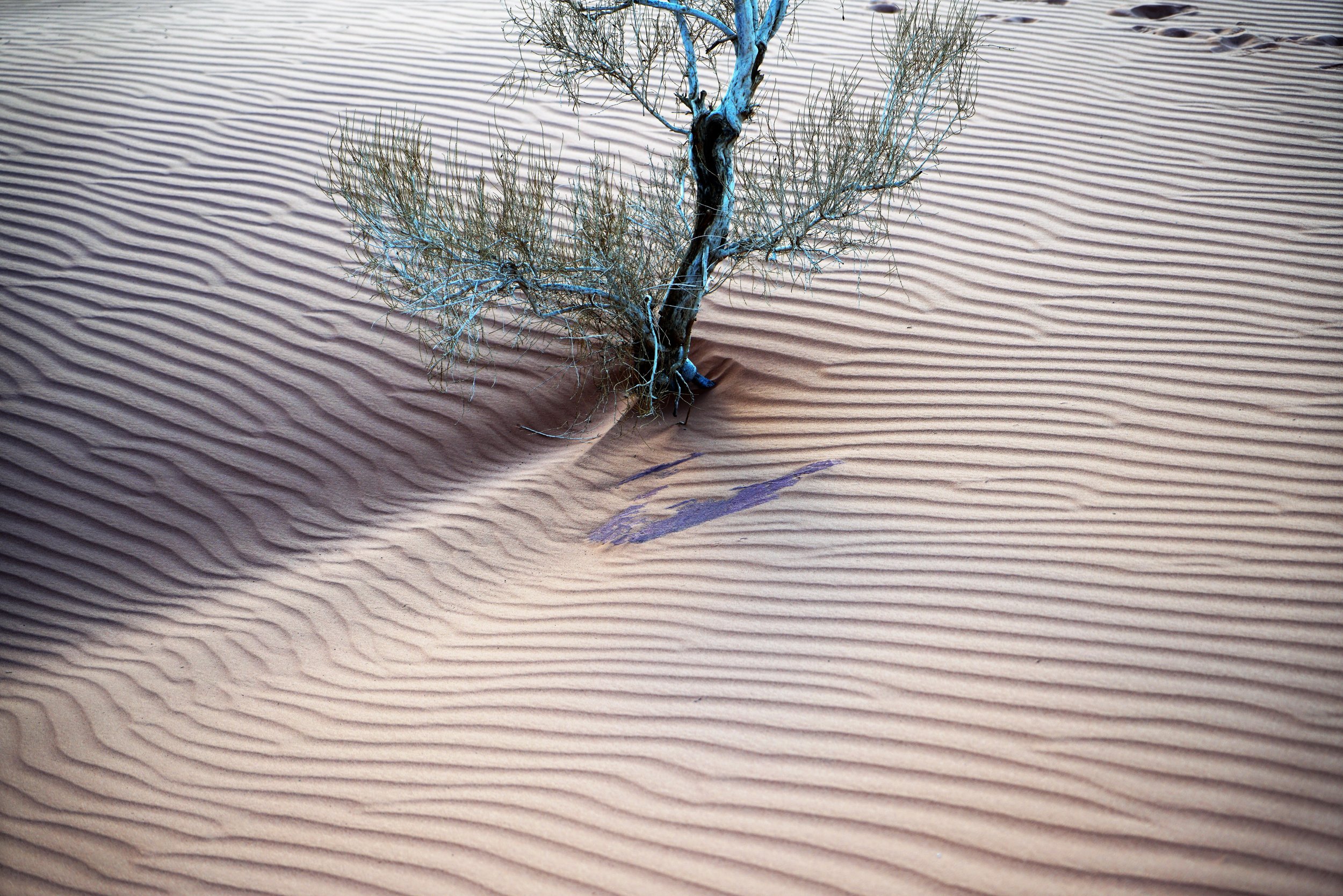 Un arbre dans un désert de dunes de sable avec des motifs de lignes ondulées