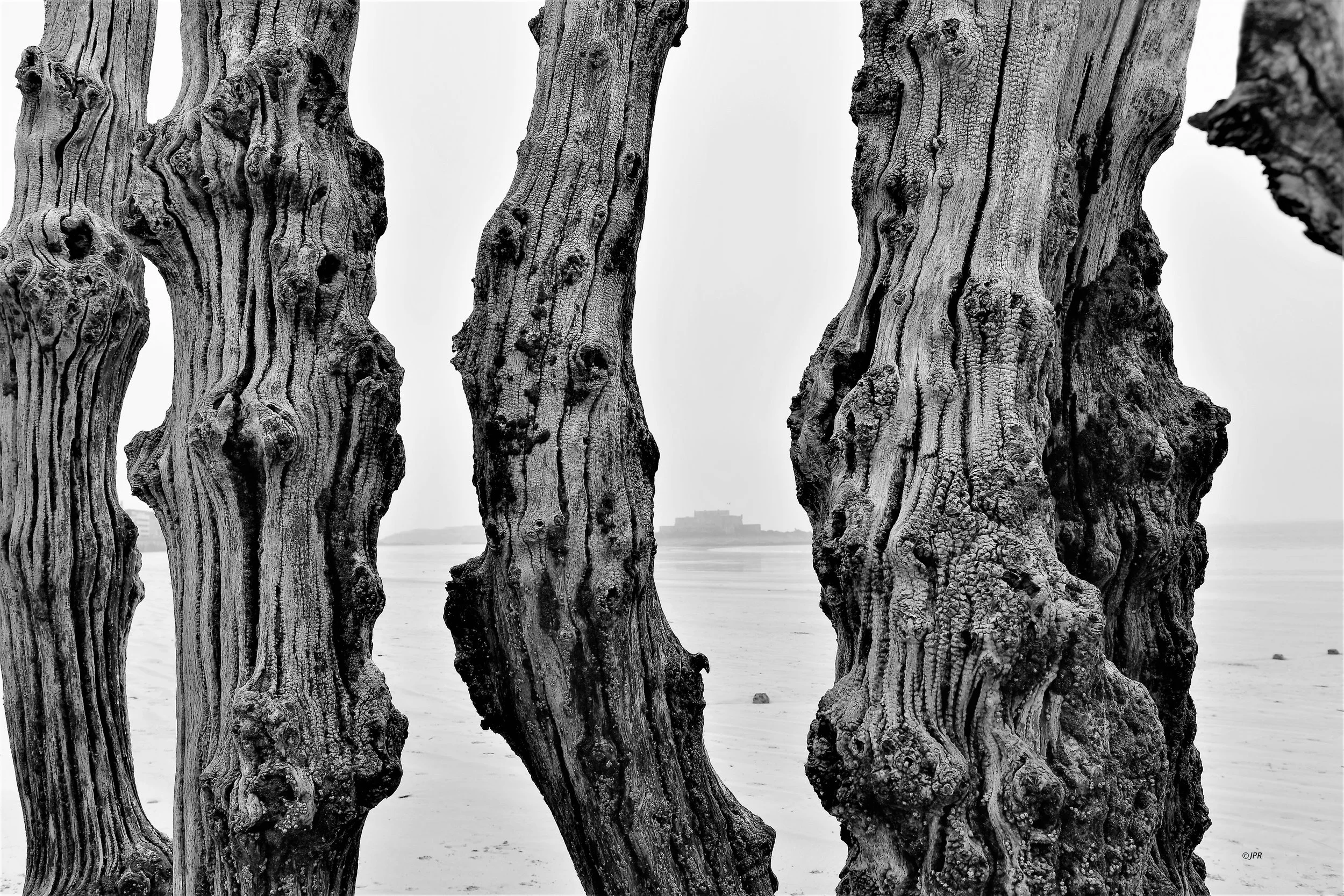 quatre troncs d'arbres noueux sur une plage, avec un bâtiment au loin dans le brouillard