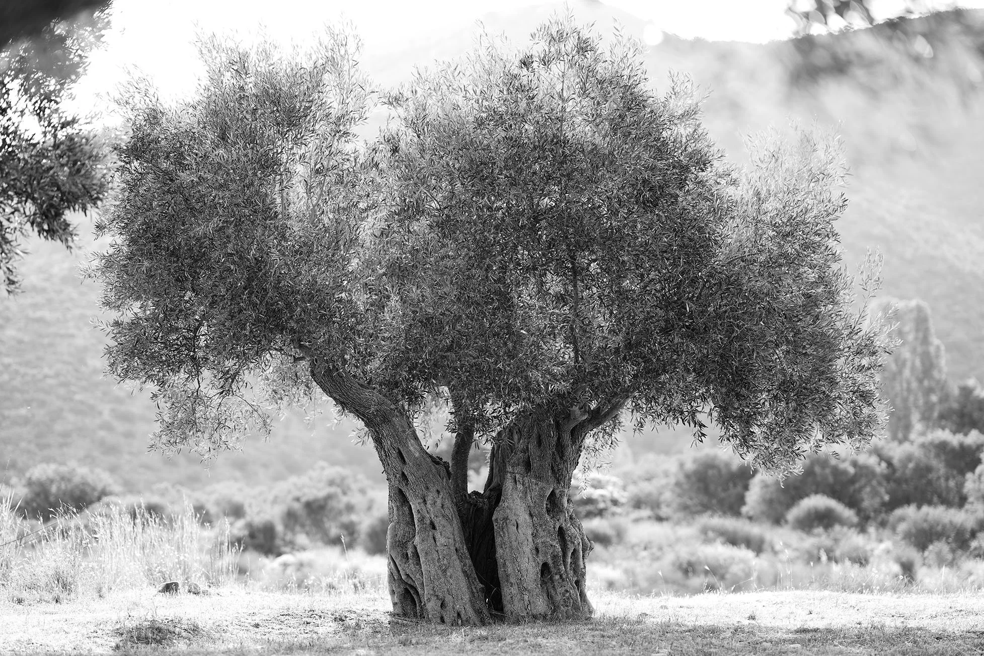 Un arbre robuste avec un tronc épais et des branches feuillues, dans un paysage naturel