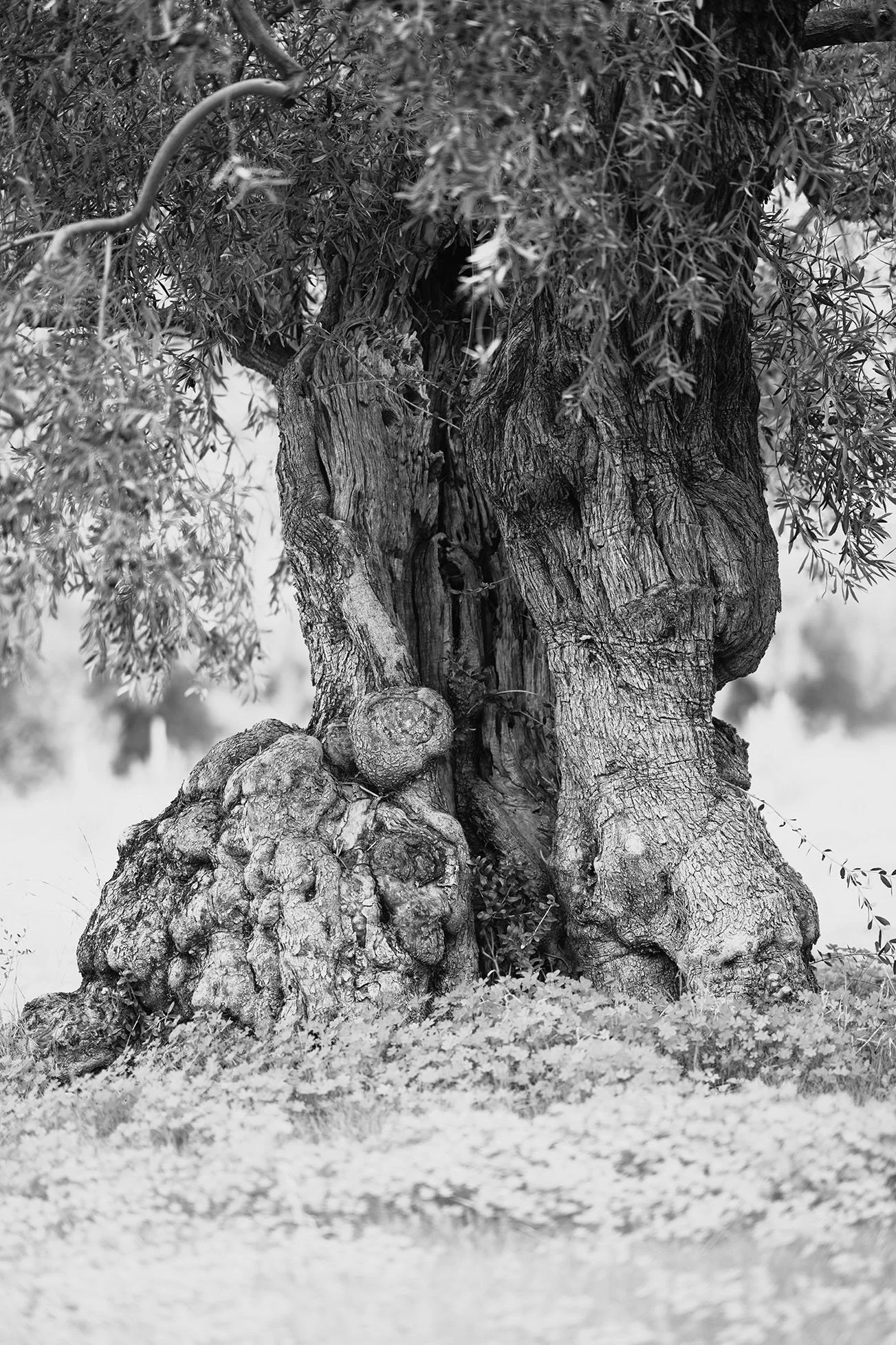 Un olivier ancien avec un tronc robustes et des branches épaisses, entouré de buissons au sol, en noir et blanc.