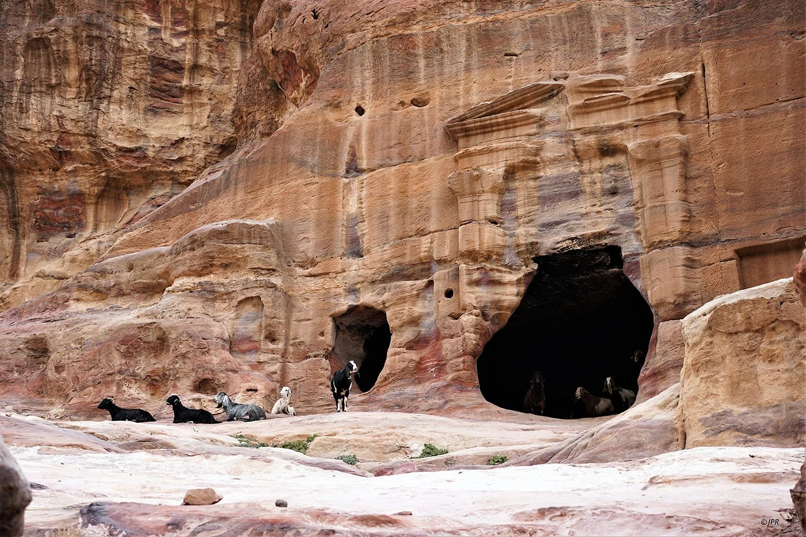 Des chèvres dans une falaise avec des grottes naturelles dans un paysage rocheux aride.
