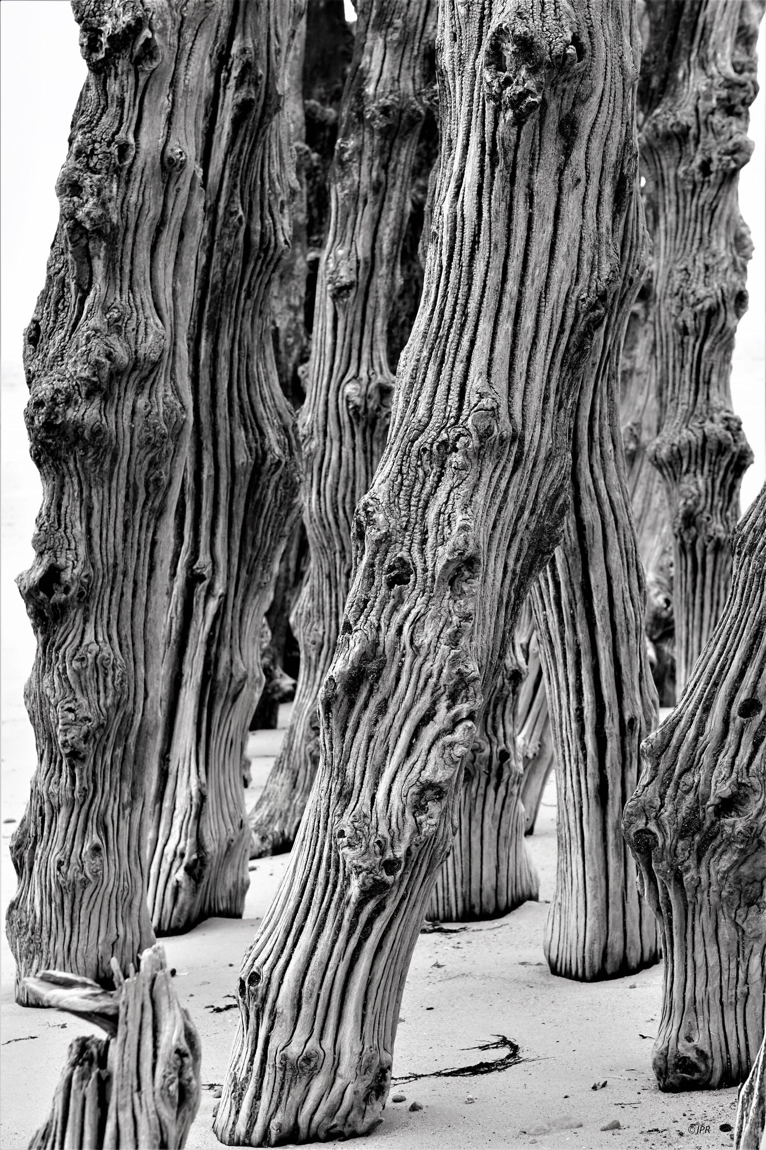 Tronc d'arbres déformés et noueux, en bois gris, sur un sol de sable.