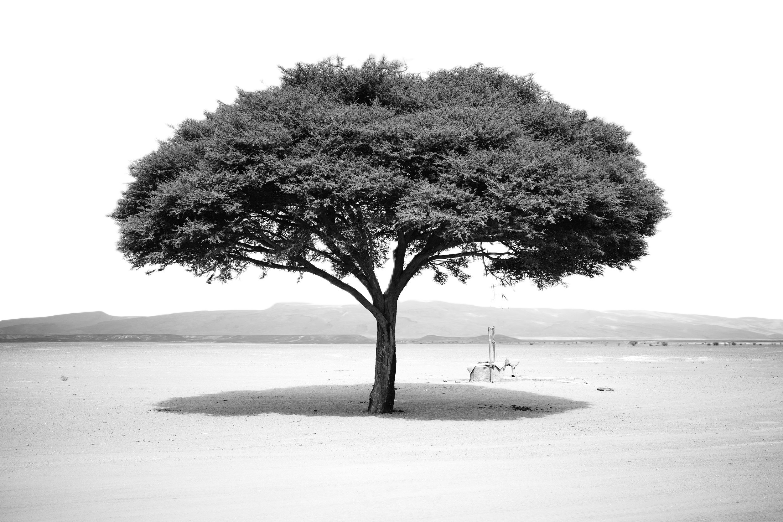 Arbre solitaire dans un désert, fond de montagnes, en noir et blanc.