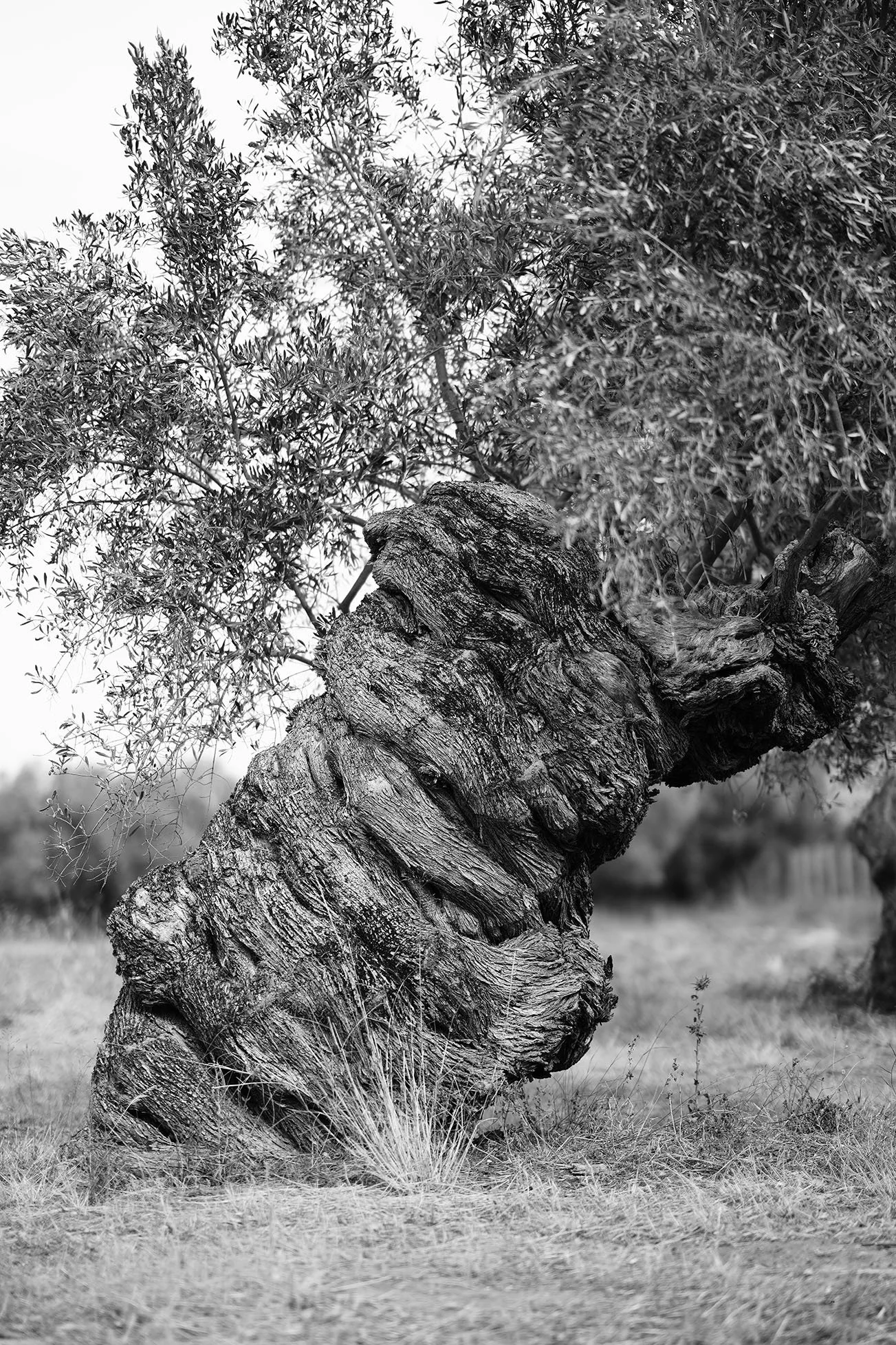 Un vieux tronc d'arbre courbé avec des branches feuillues, en noir et blanc, dans un champ avec de l'herbe et d'autres arbres en arrière-plan.