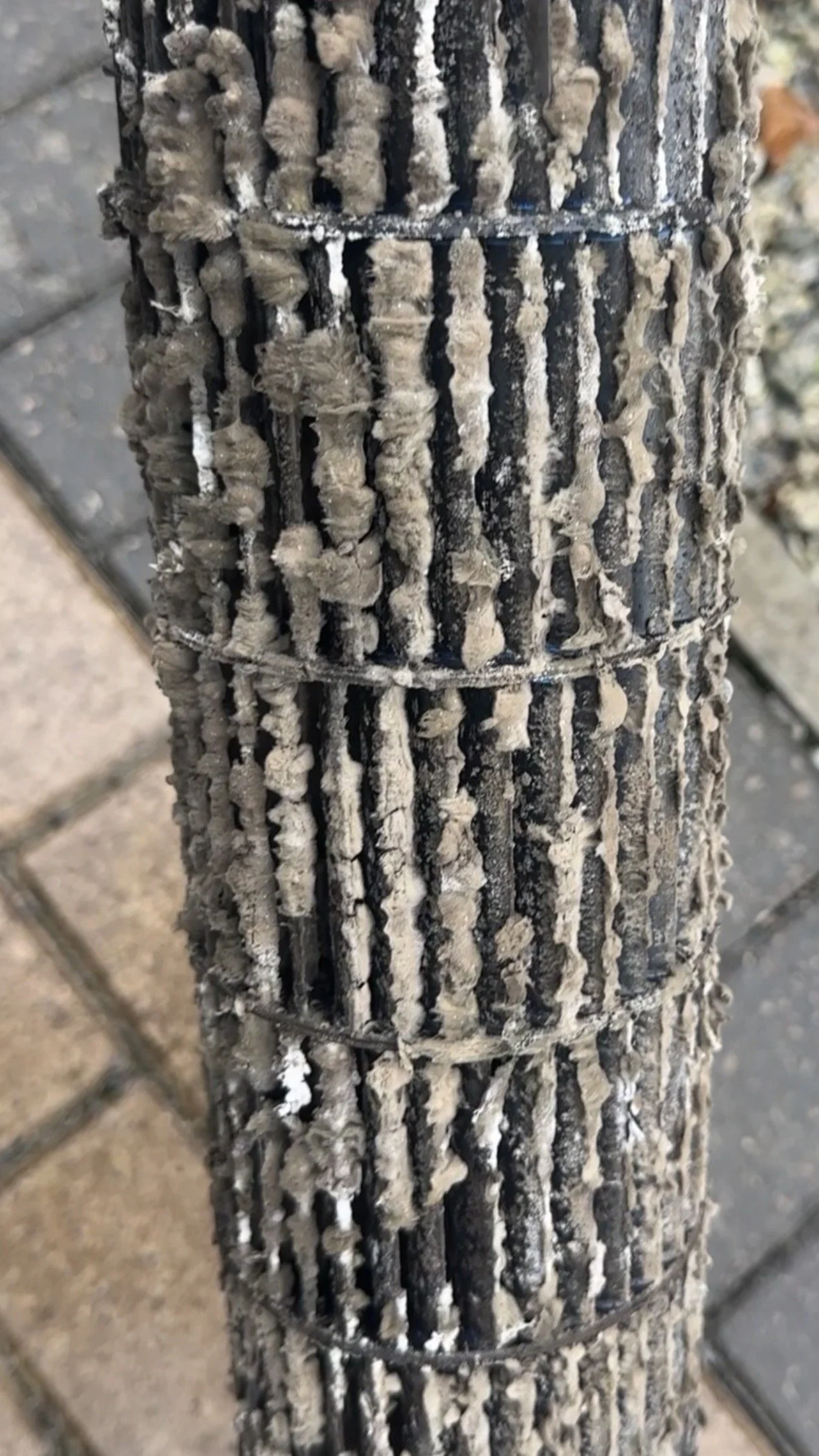 Close-up of a tree trunk with visible white fungus or bark growths and a wire mesh surround.