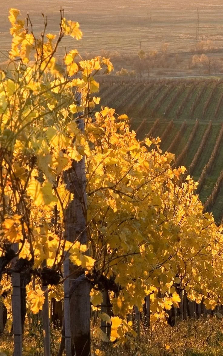 Le vignoble alsacien doré en automne 