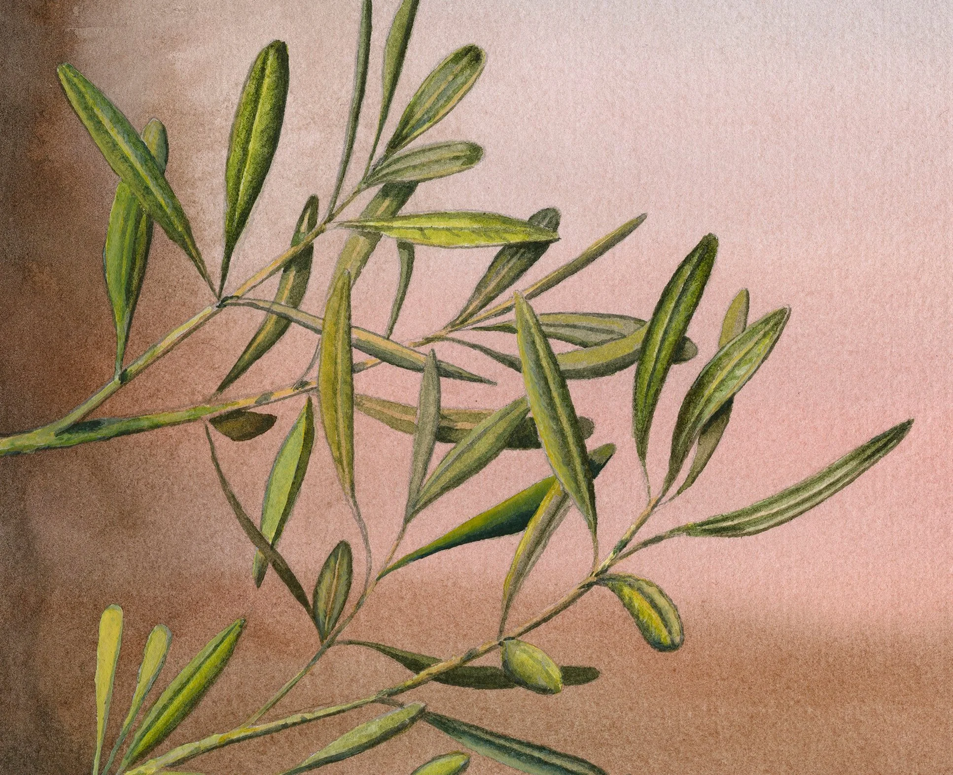 Detailed macro shot of watercolour olive leaves against a soft sky background. Original artwork detail by Francesco Di Giuseppe highlighting Fabriano Artistico 640gsm paper texture.