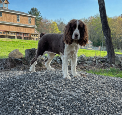 Pickles, Queen of the stone pile