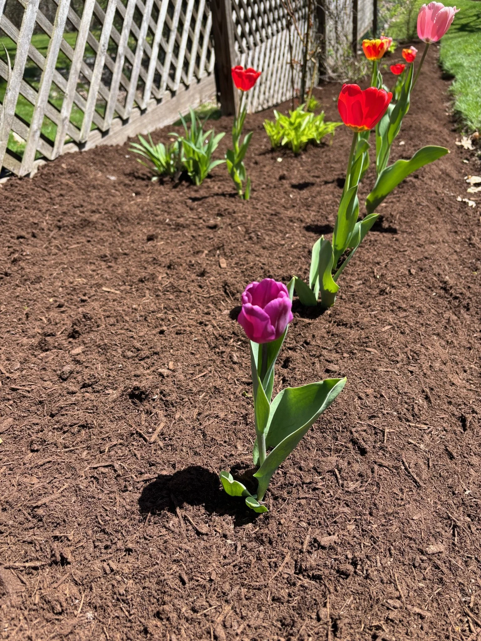 Happy tulips covered in dark mocha mulch
