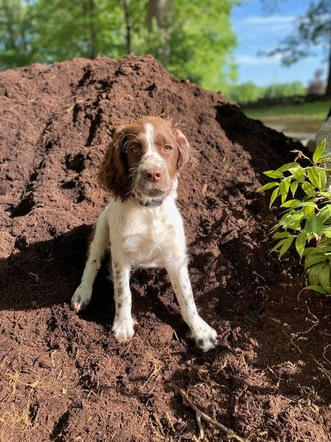 Puppy Lenny loved mulch piles