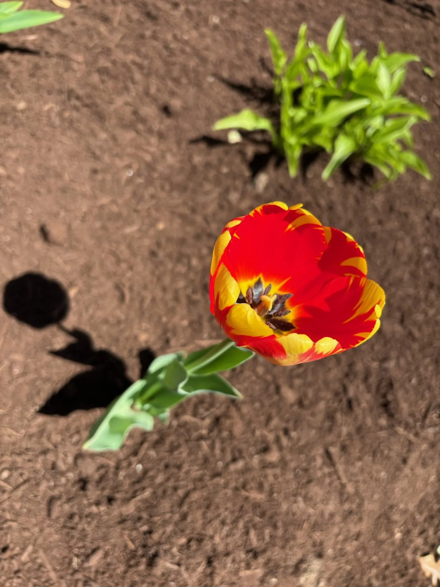 Beautiful tulip blanketed in mulch