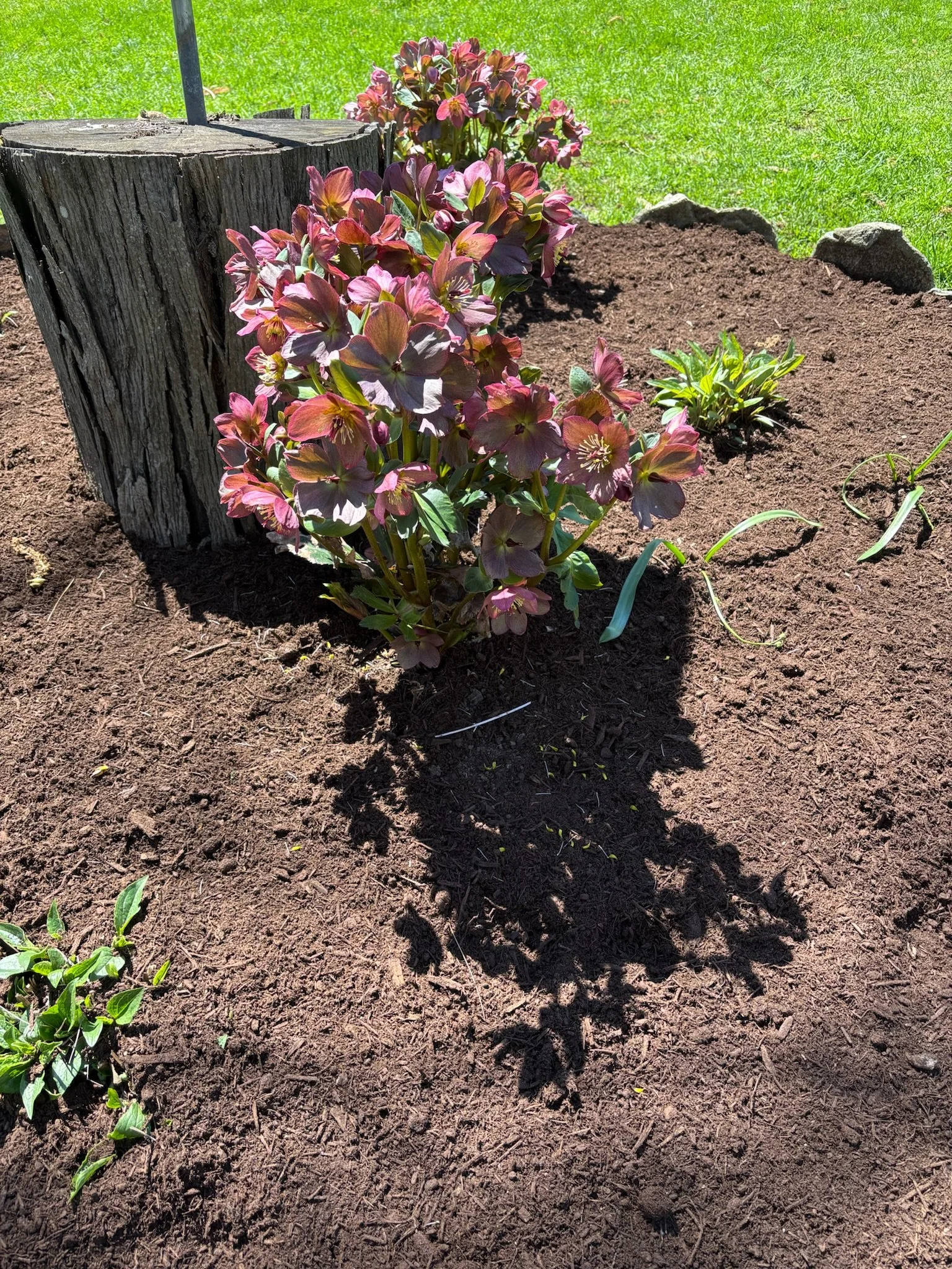 Dark Mocha Pine mulch bed