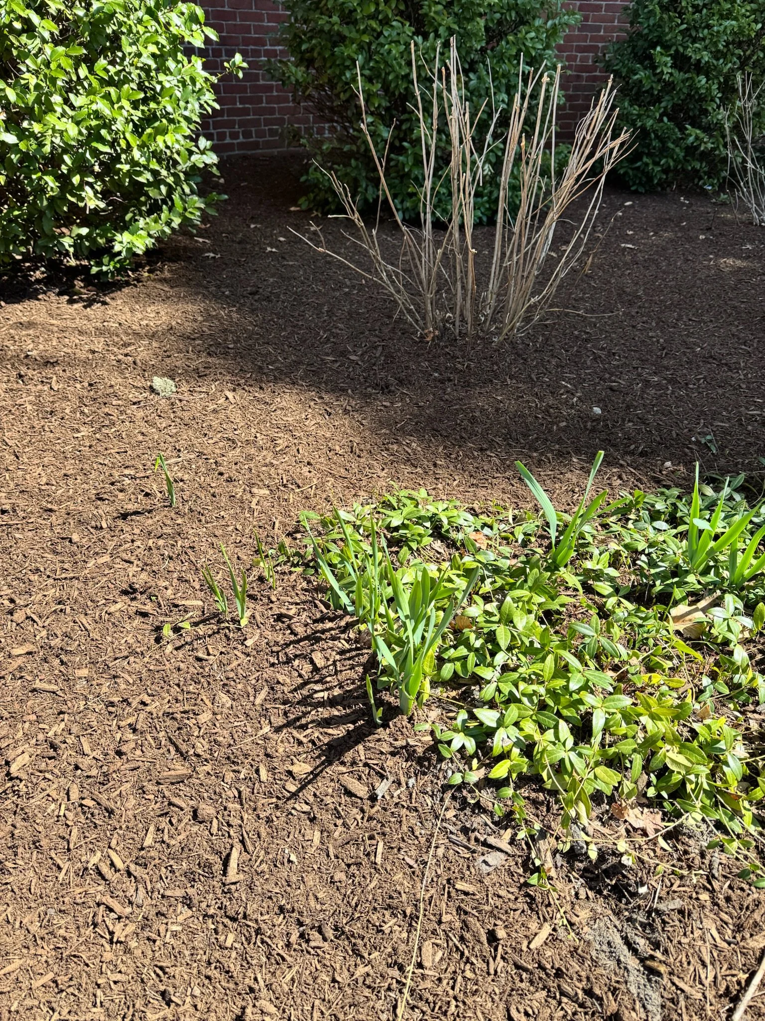 Dark Mocha Pine Mulch