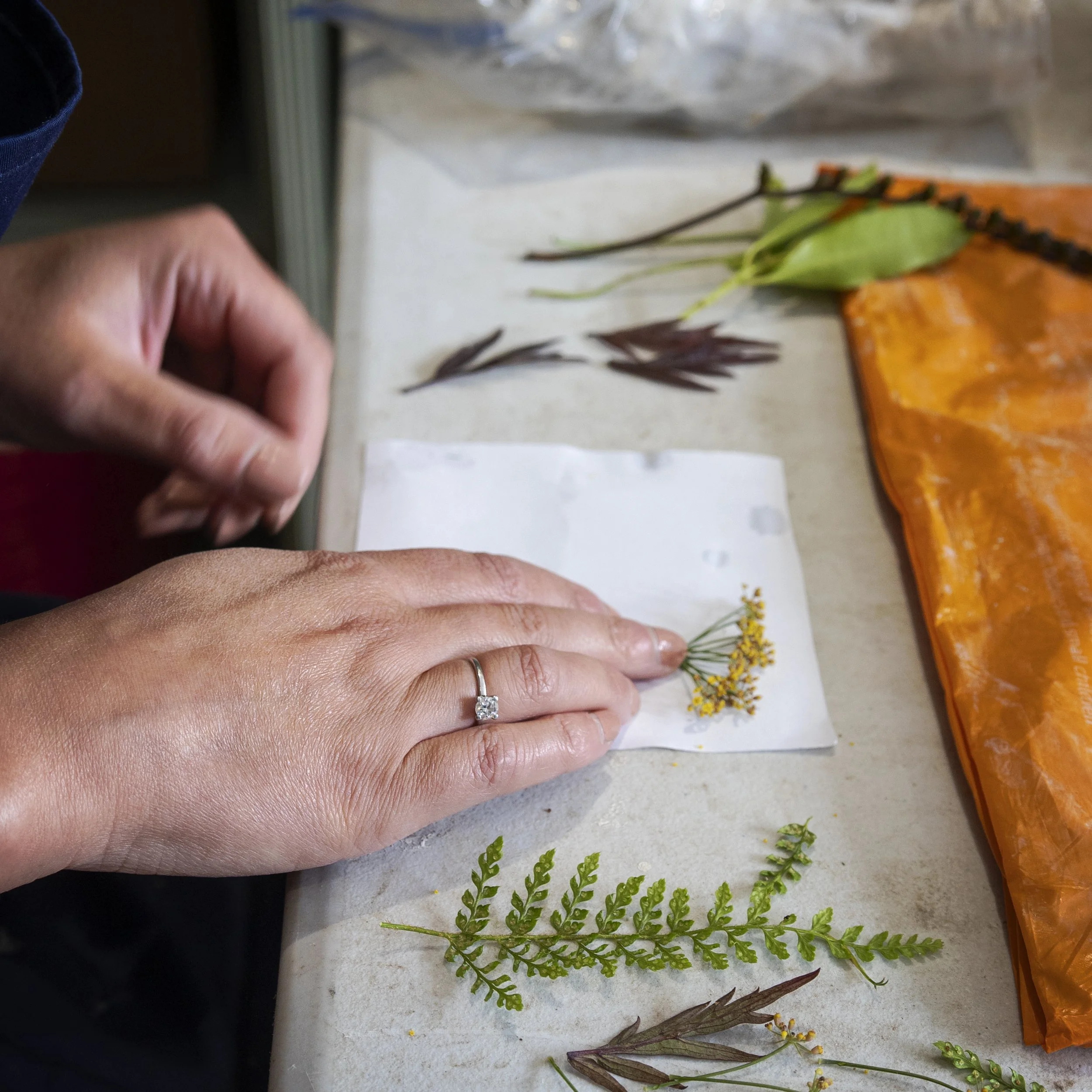 Person's hands handling small yellow flowers and green leaves on a white surface with orange packaging in the background.