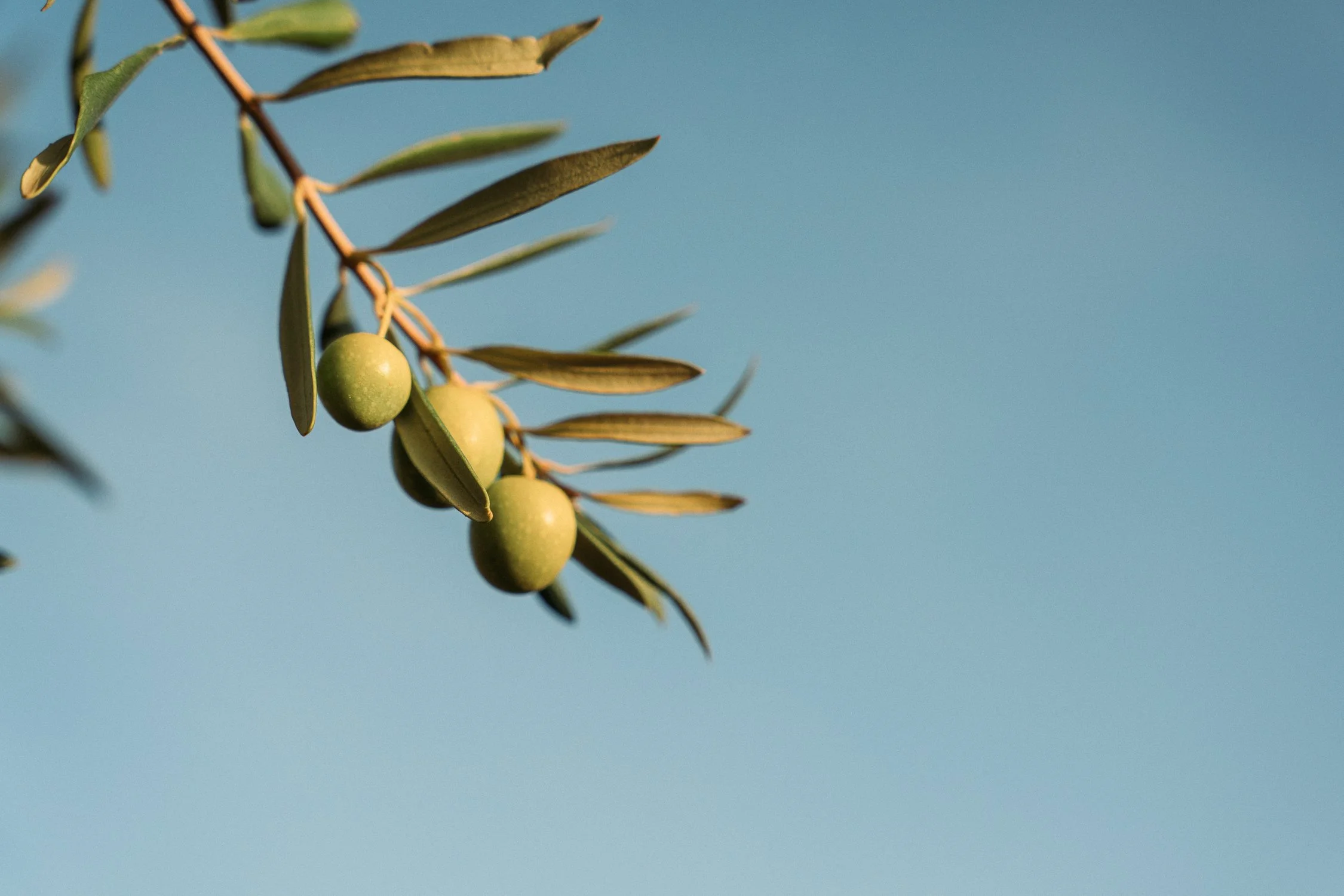 ArtisanPhoto Los Olivos_web-01412.jpg