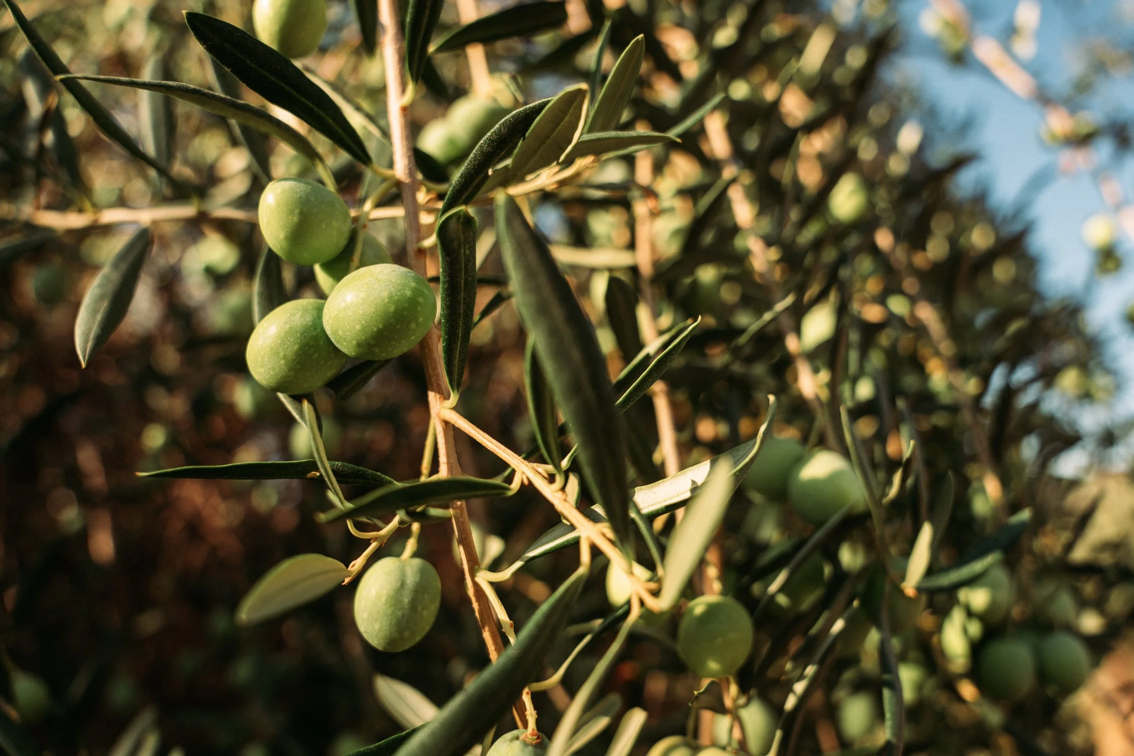 ArtisanPhoto Los Olivos_web-01399.jpg