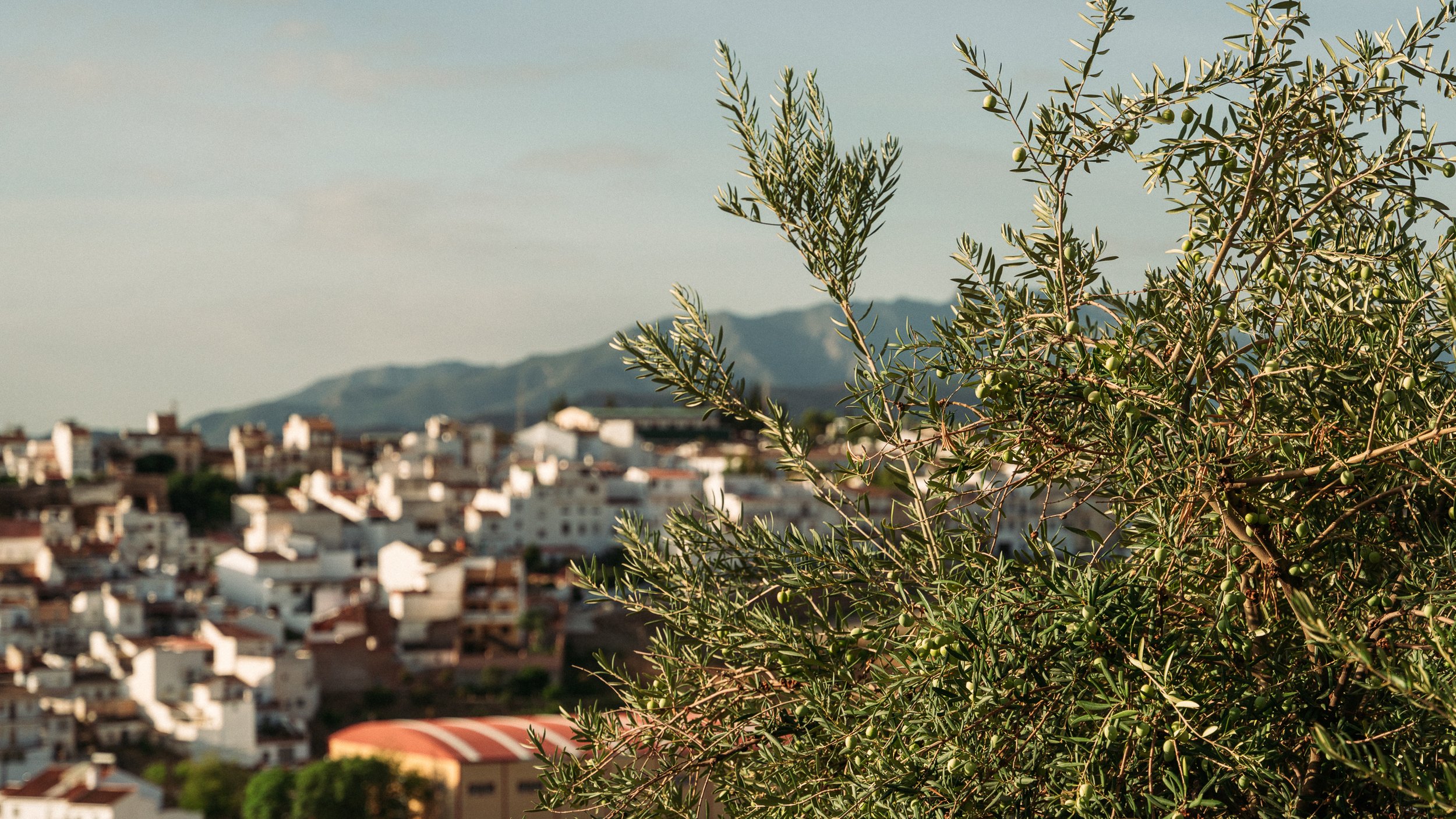 ArtisanPhoto Los Olivos_web-01443.jpg