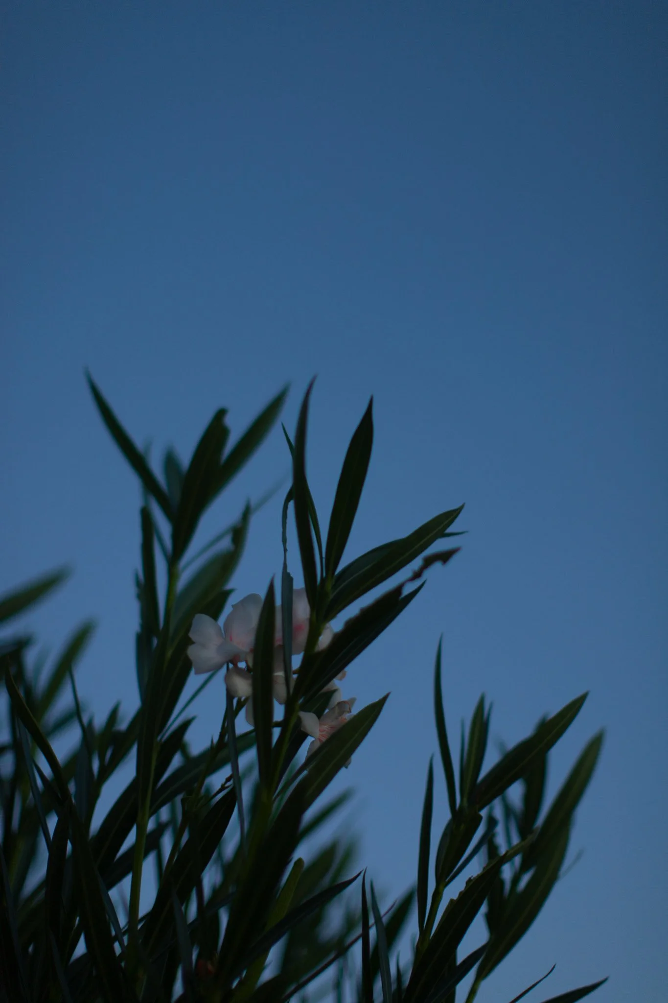 Feuilles vertes avec des fleurs blanches contre un ciel bleu en arrière-plan.