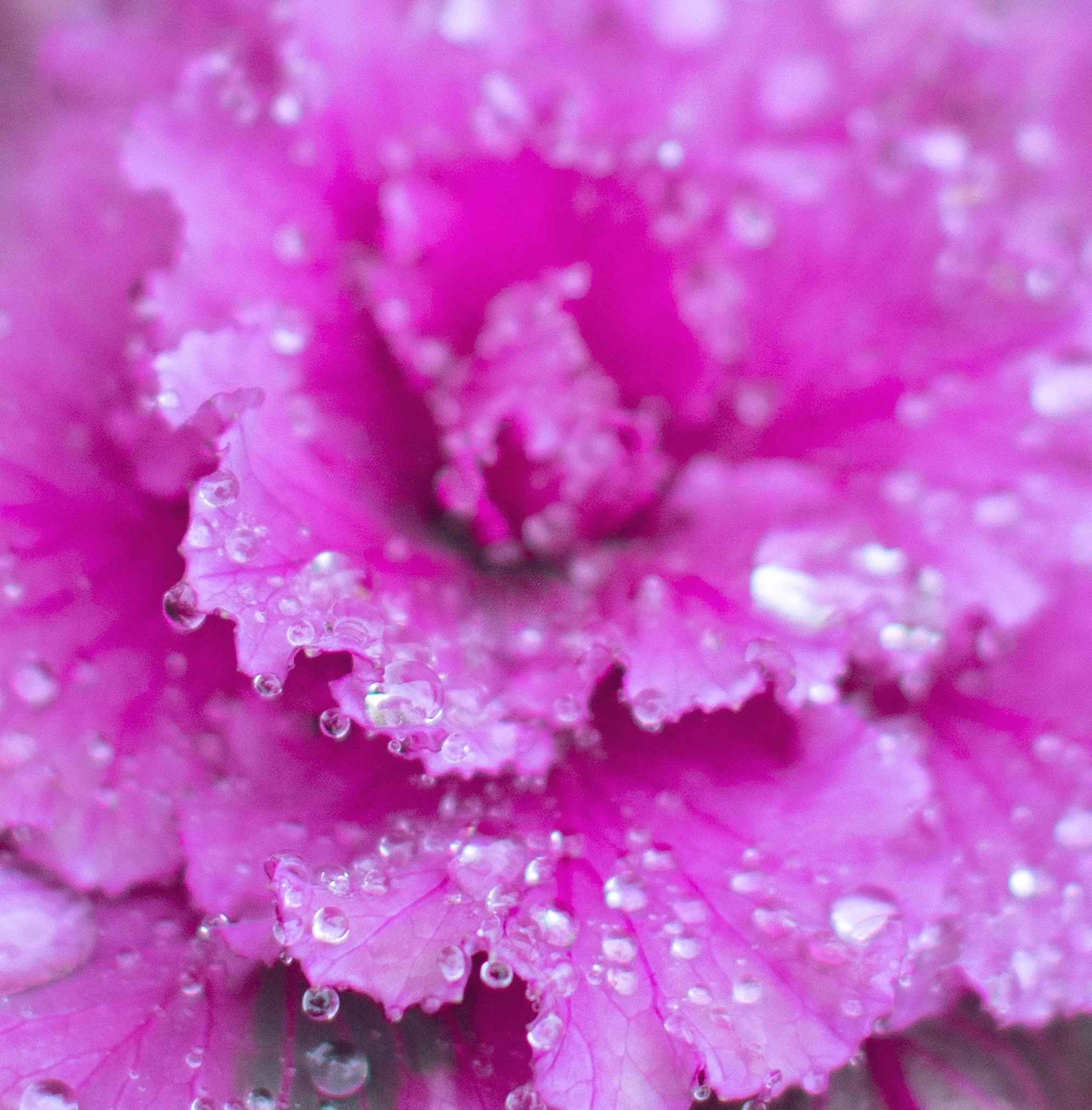 Une fleur rose avec des gouttes d'eau sur ses pétales.