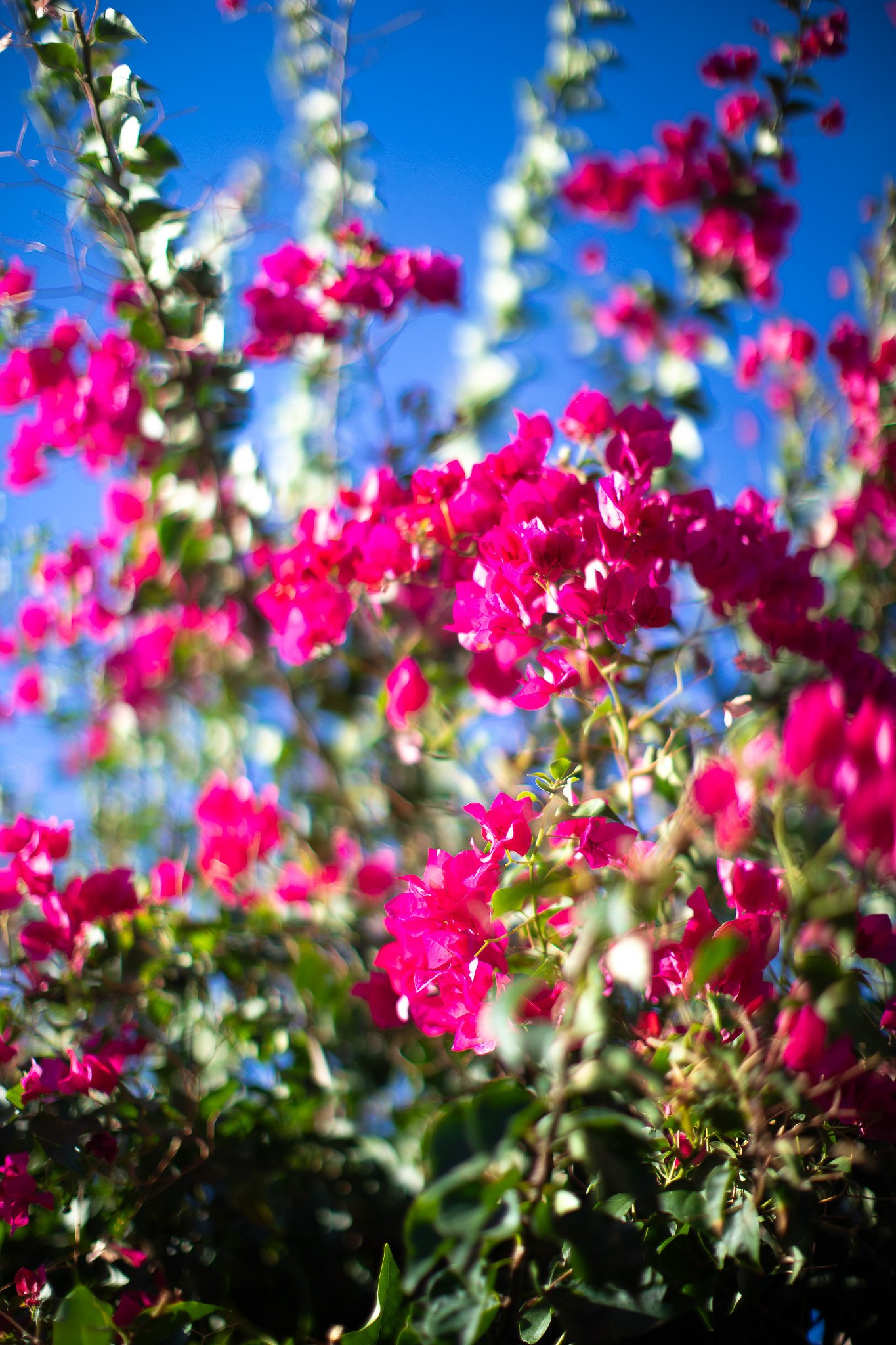 Fleurs roses sur un buisson contre un ciel bleu clair.