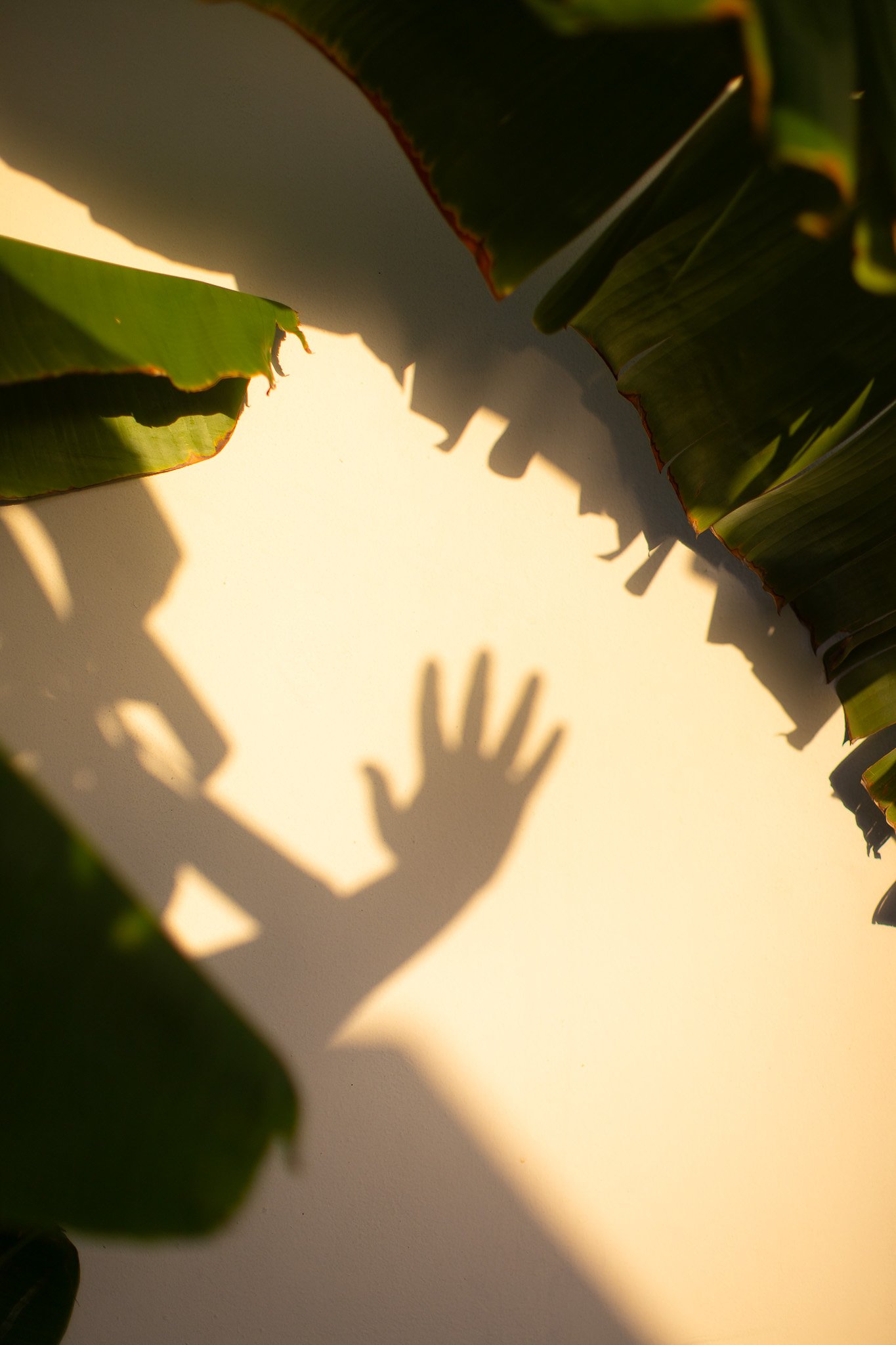 Ombre d'une main de gauche projetée sur un mur, entourée de feuilles vertes.