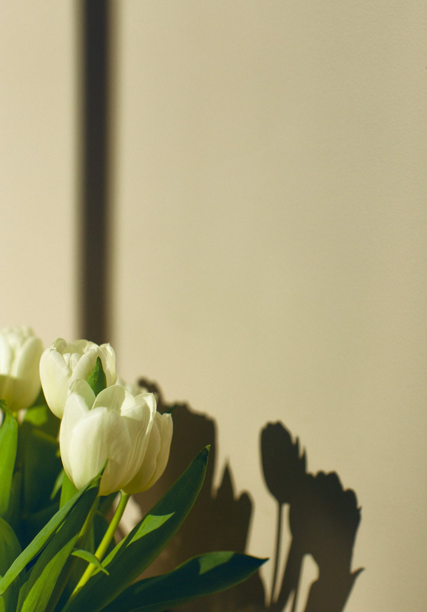 Bouquet de tulipes blanches avec une ombre portée sur le mur