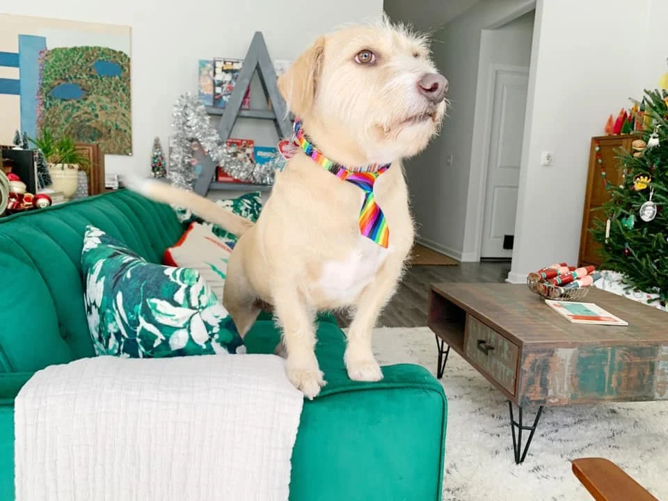 A light-colored dog with a rainbow striped bandana sitting on a green couch in a decorated living room, with Christmas decorations and a Christmas tree nearby.