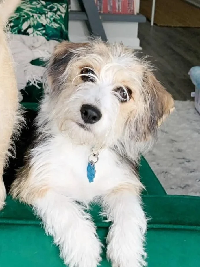 A cute dog with light brown and white fur resting on a green surface, winking at the camera with an adorable expression.
